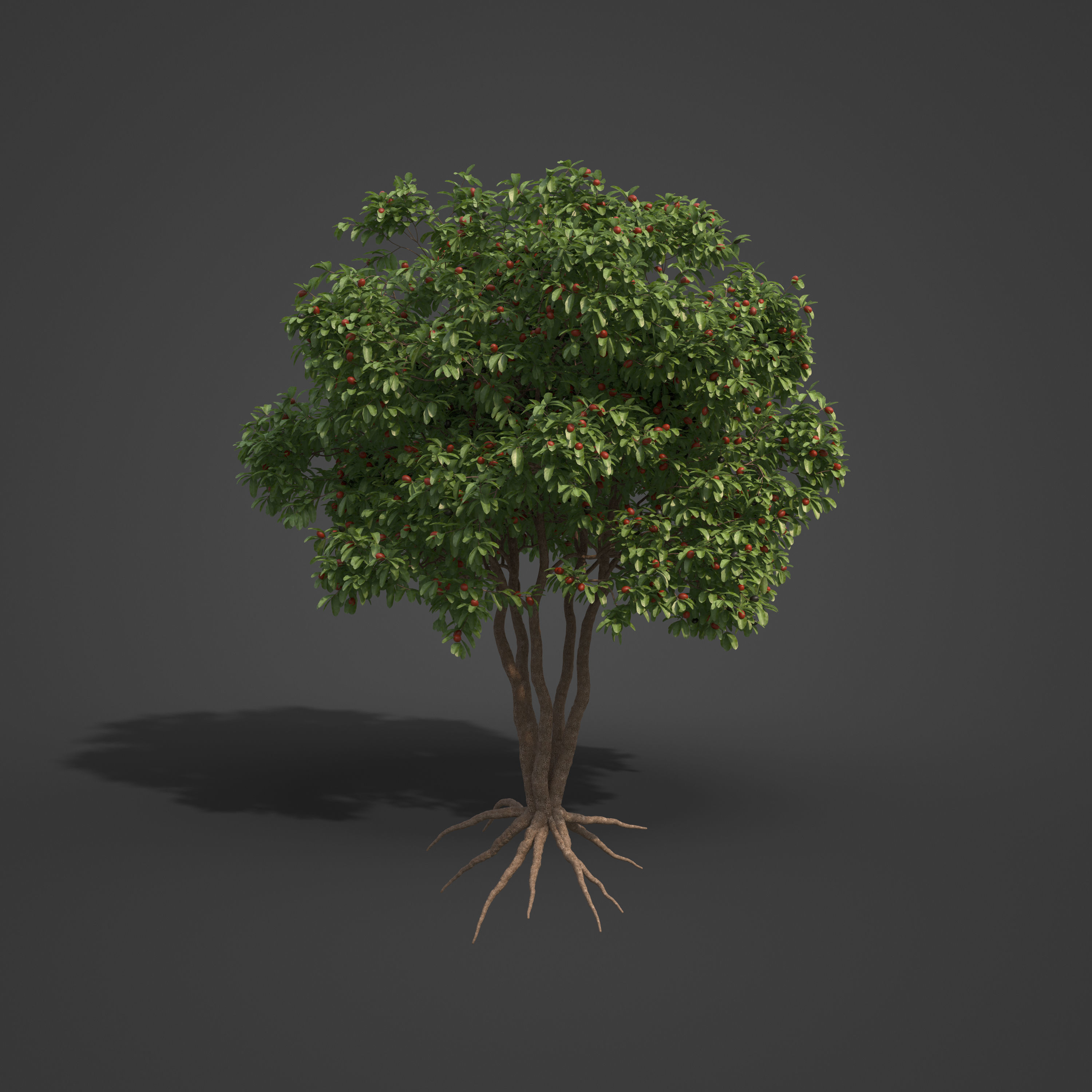 2021 PBR Arrow Poison Collection - Acokanthera Venenata  3D model_6