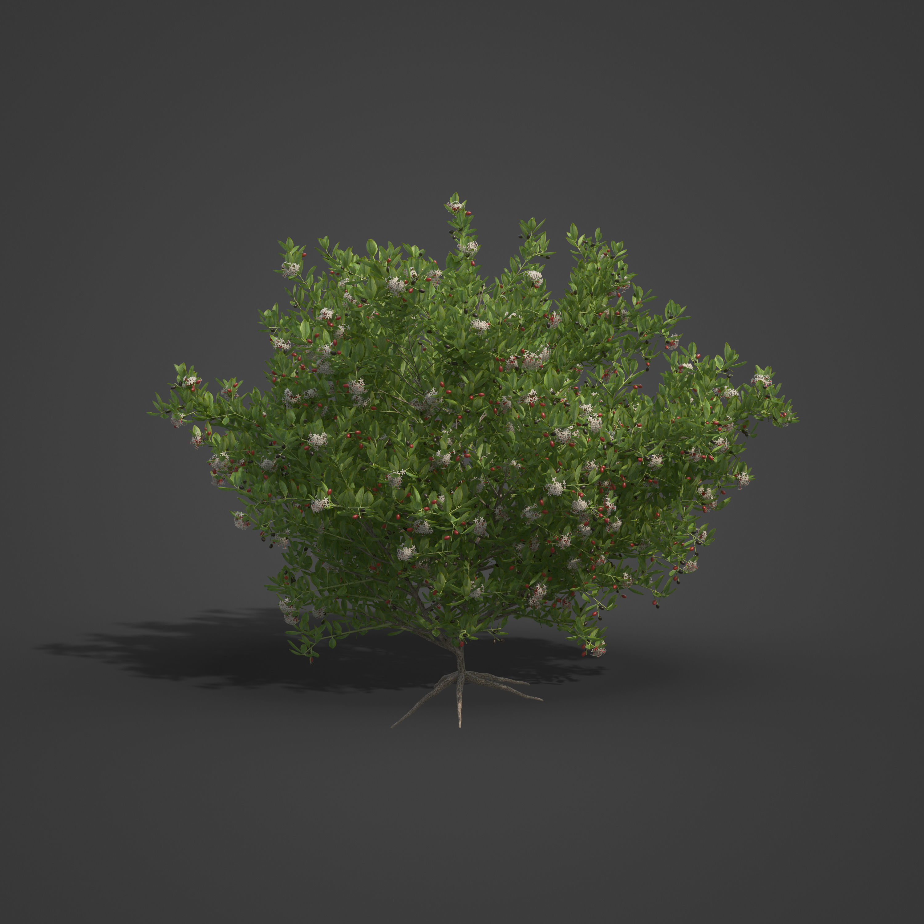 2021 PBR Egyptian Carissa Collection - Carissa Edulis  3D model_3