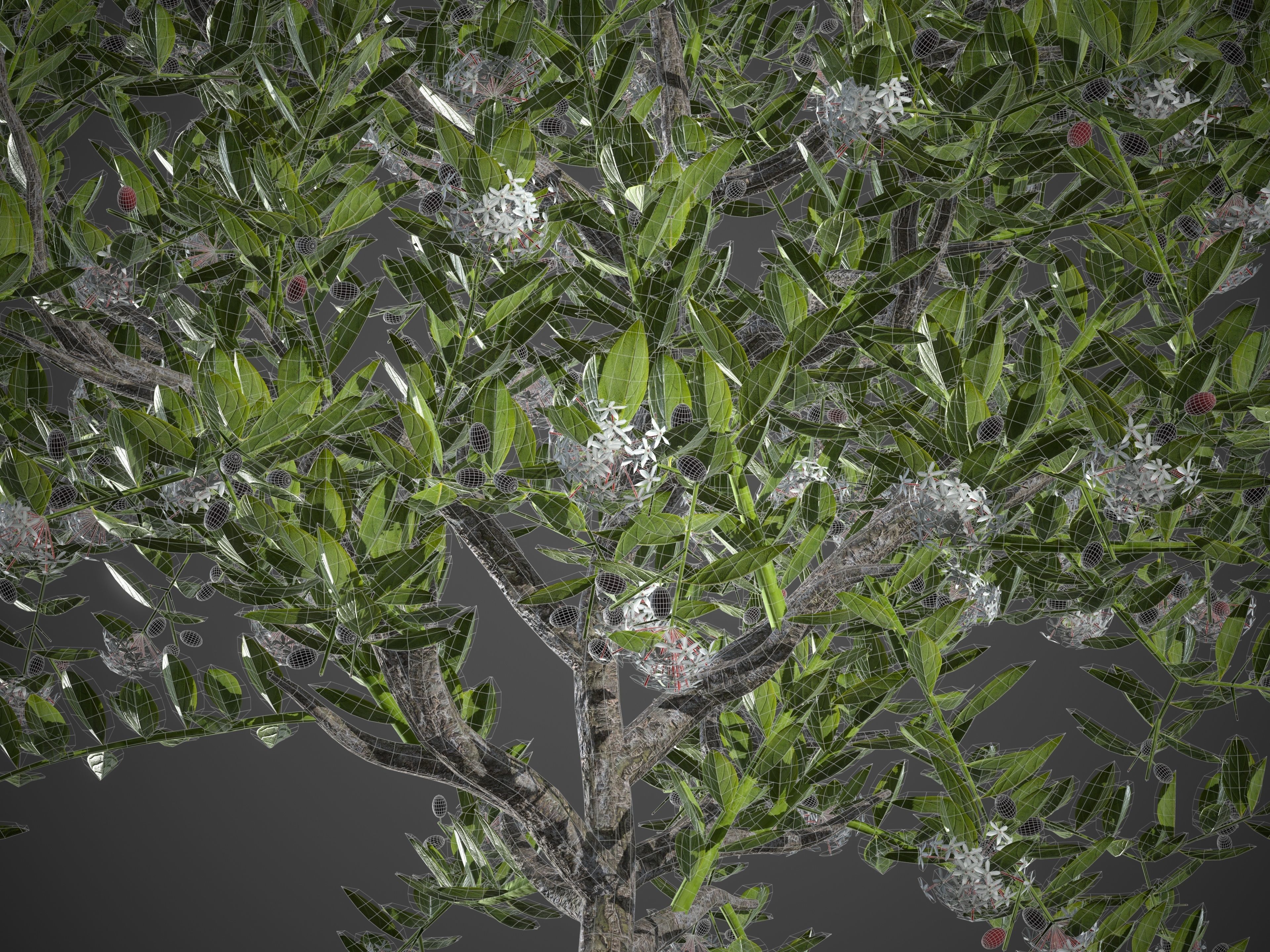 2021 PBR Egyptian Carissa Collection - Carissa Edulis  3D model_8