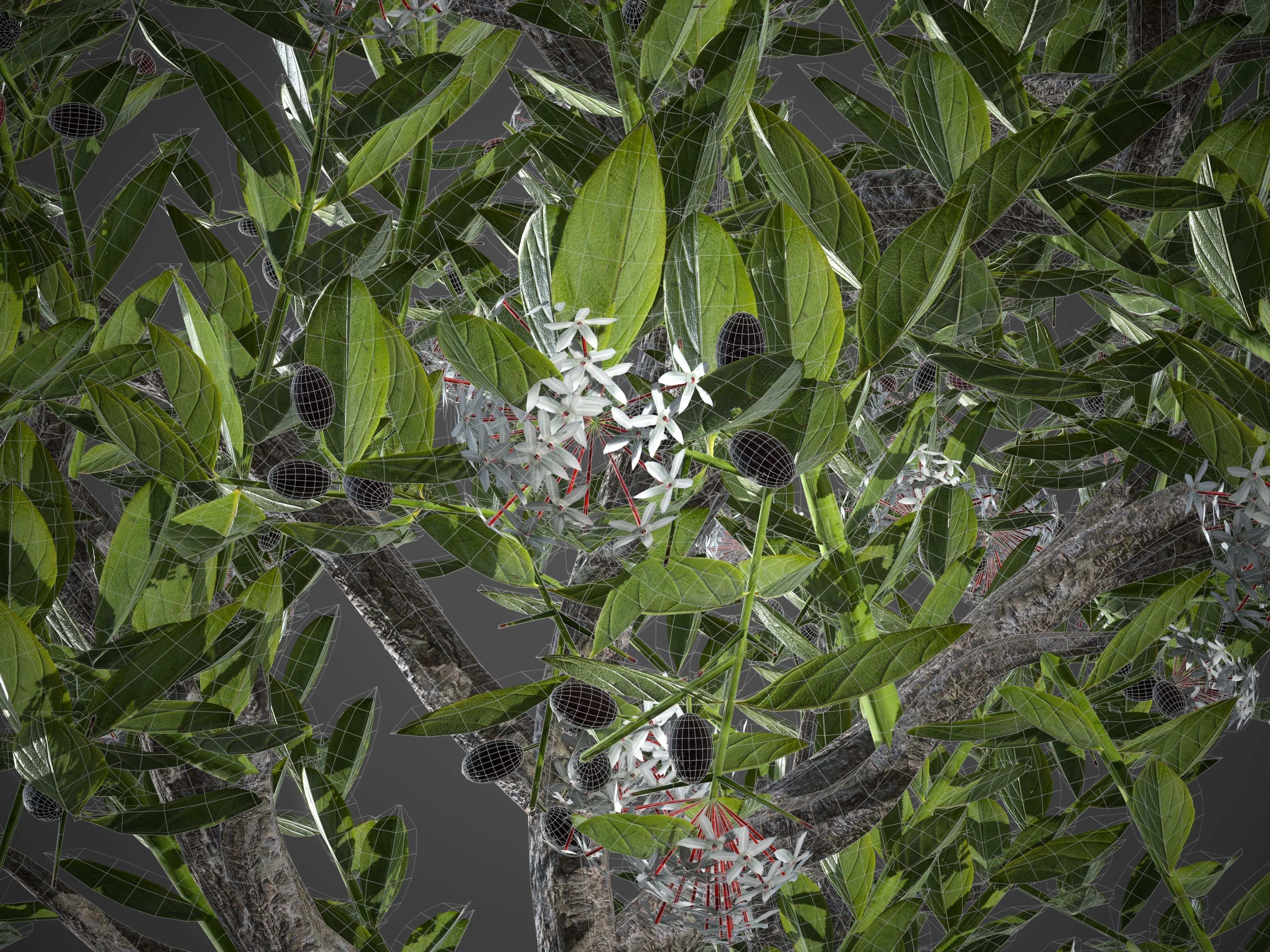 2021 PBR Egyptian Carissa Collection - Carissa Edulis  3D model_9