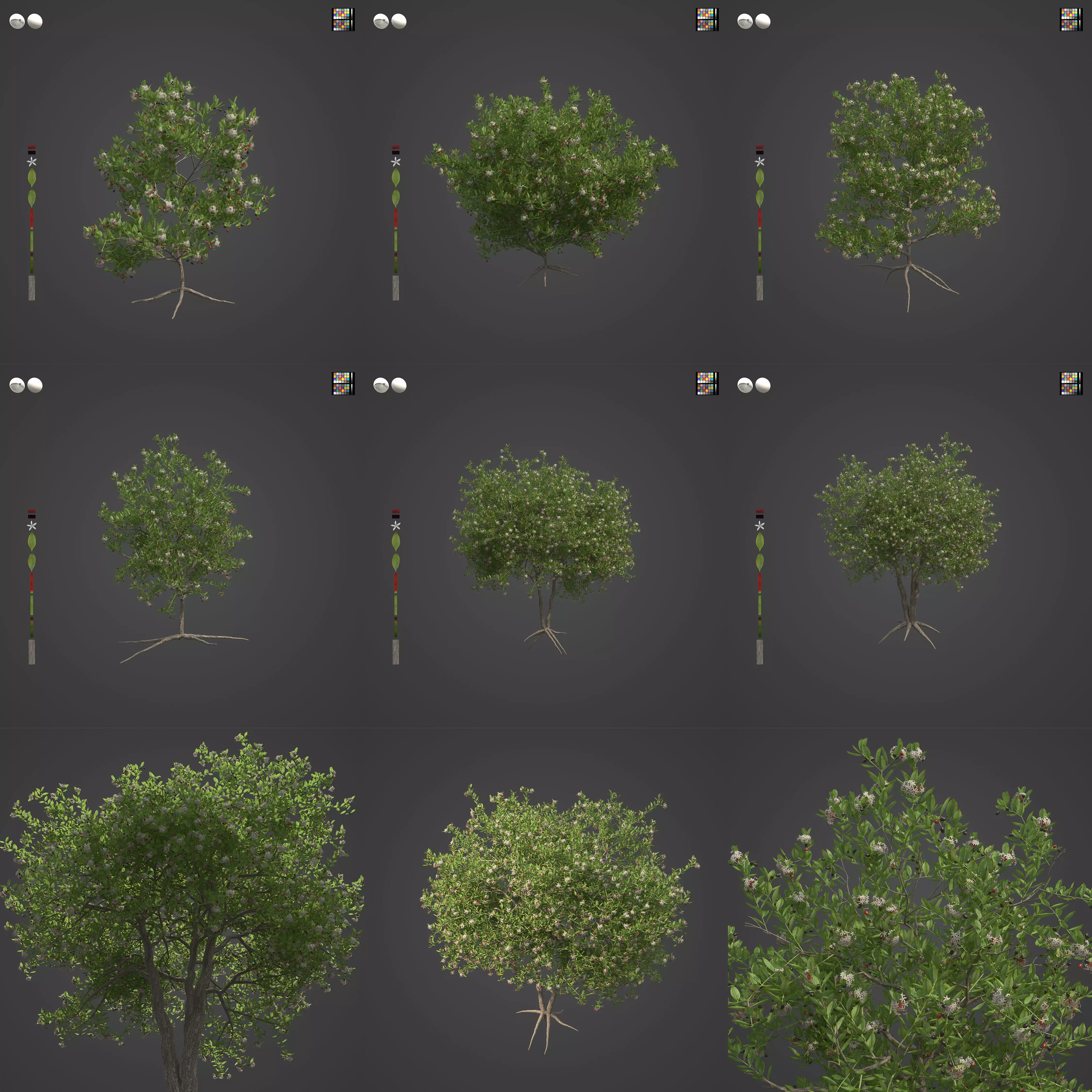 2021 PBR Egyptian Carissa Collection - Carissa Edulis  3D model_0