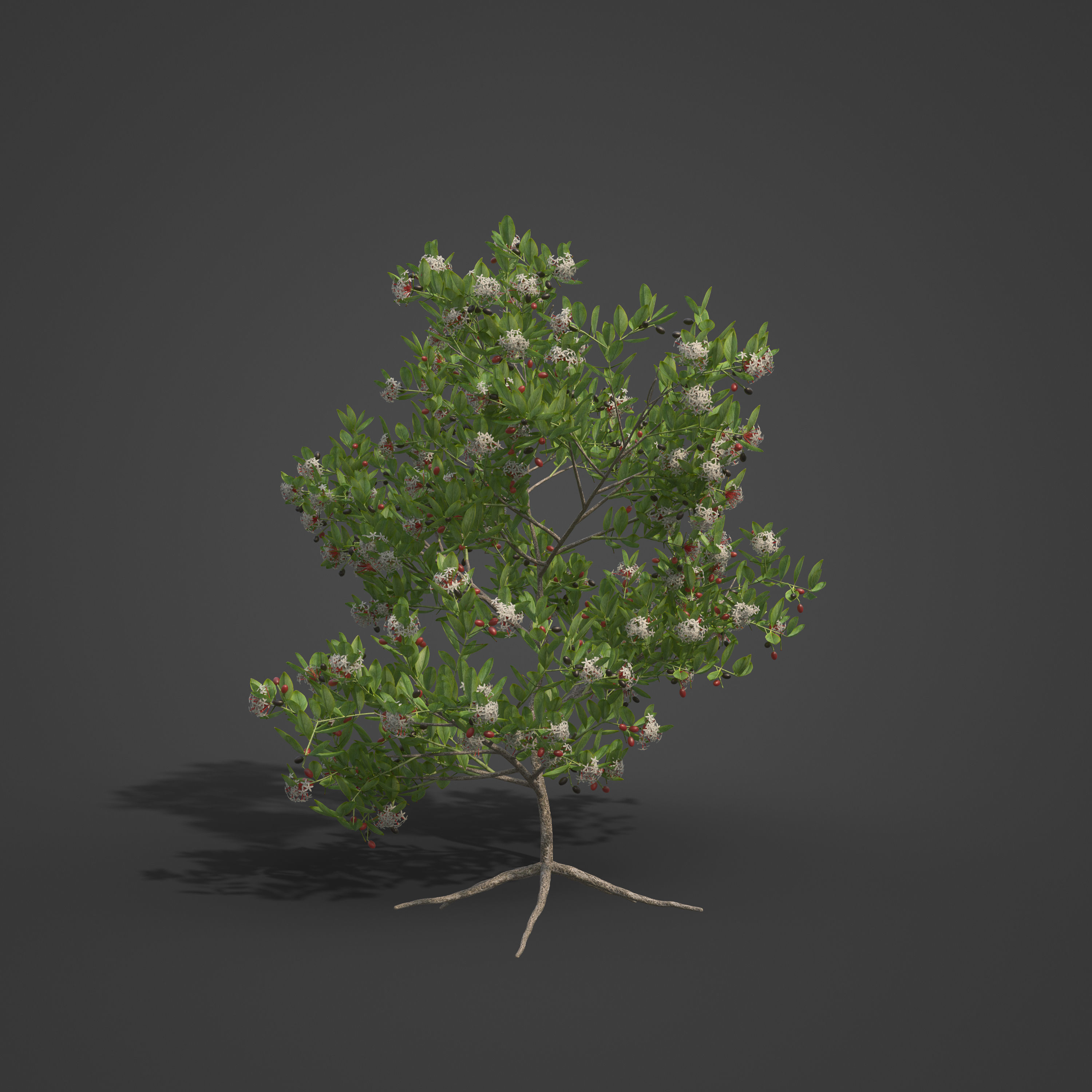 2021 PBR Egyptian Carissa Collection - Carissa Edulis  3D model_2