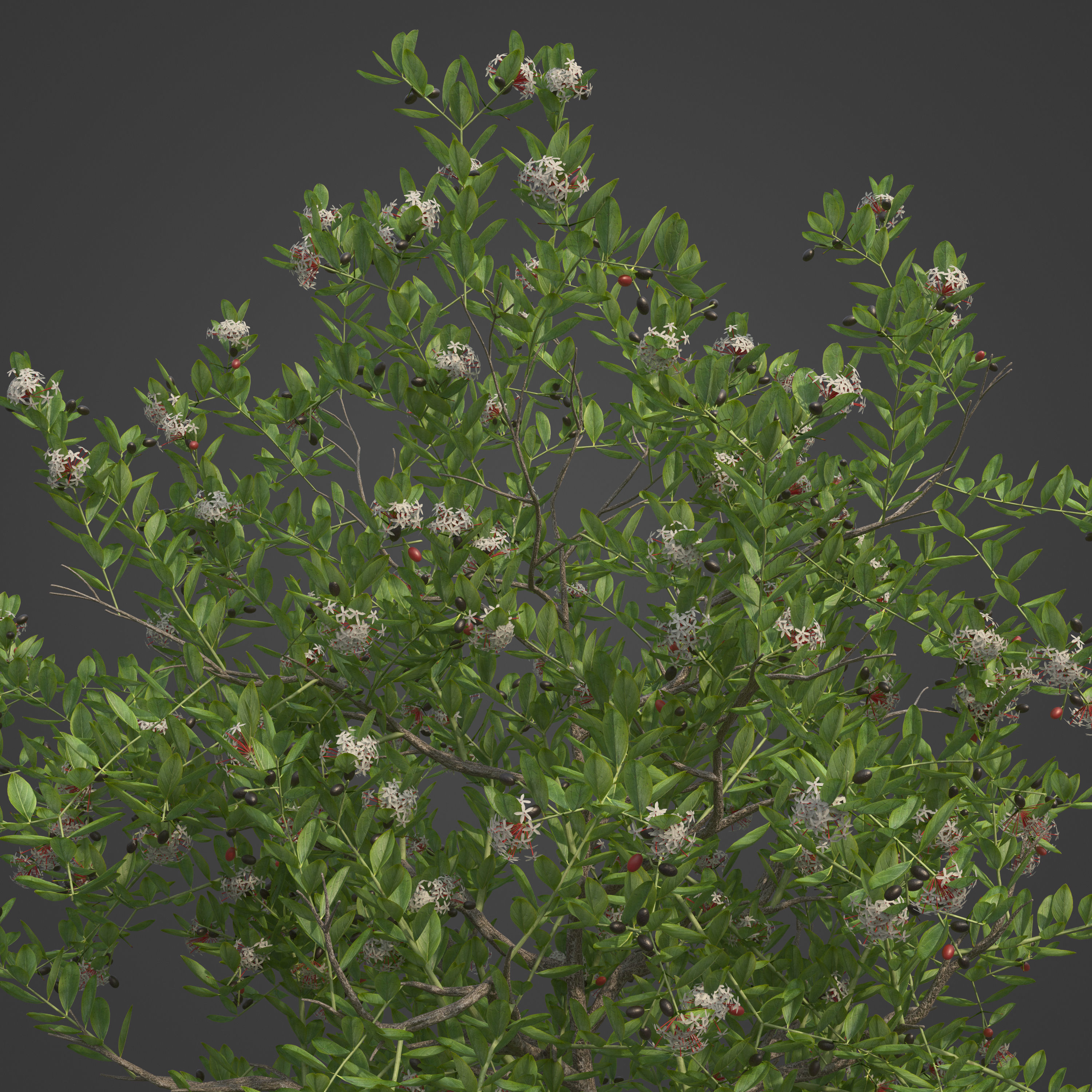 2021 PBR Egyptian Carissa Collection - Carissa Edulis  3D model_7