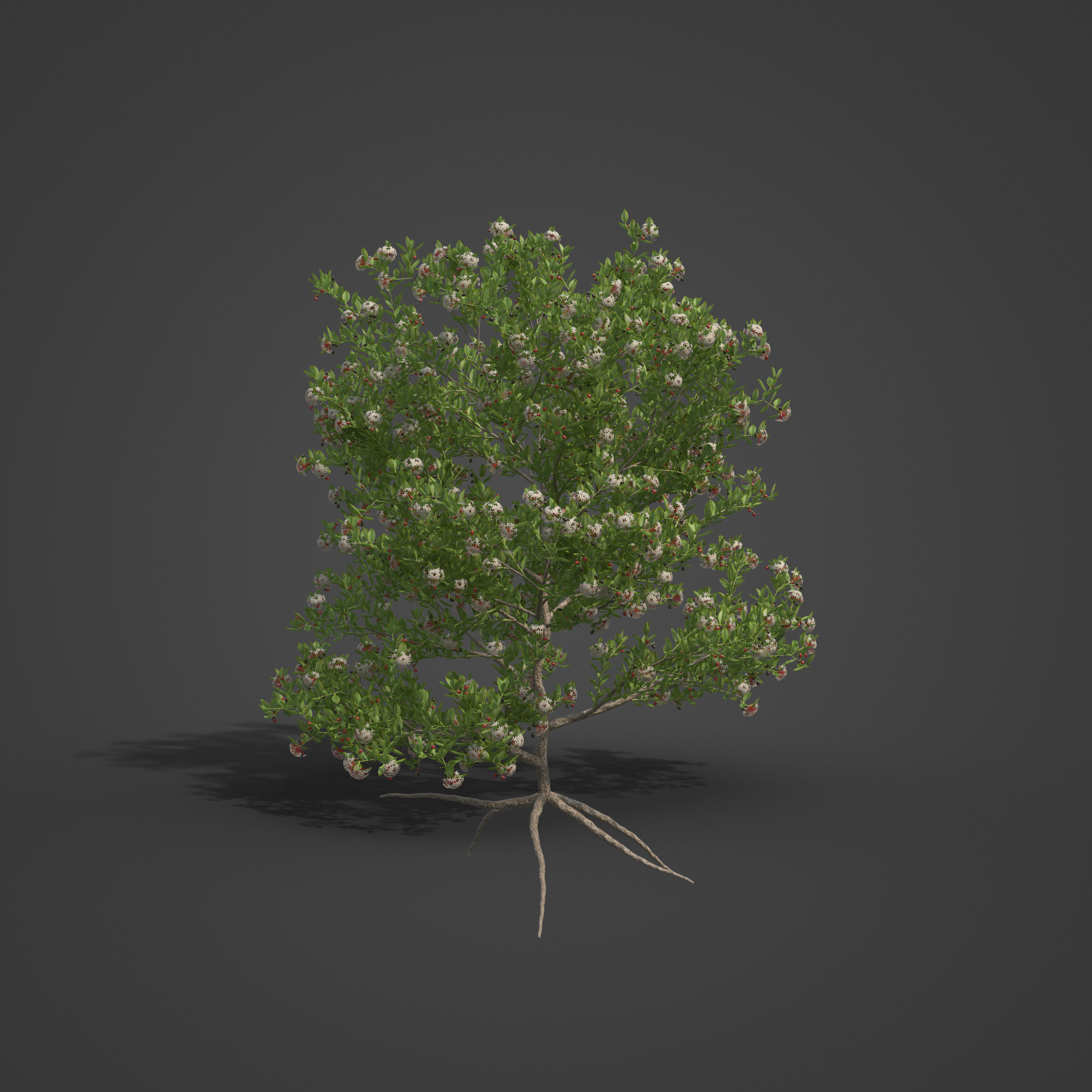 2021 PBR Egyptian Carissa Collection - Carissa Edulis  3D model_4