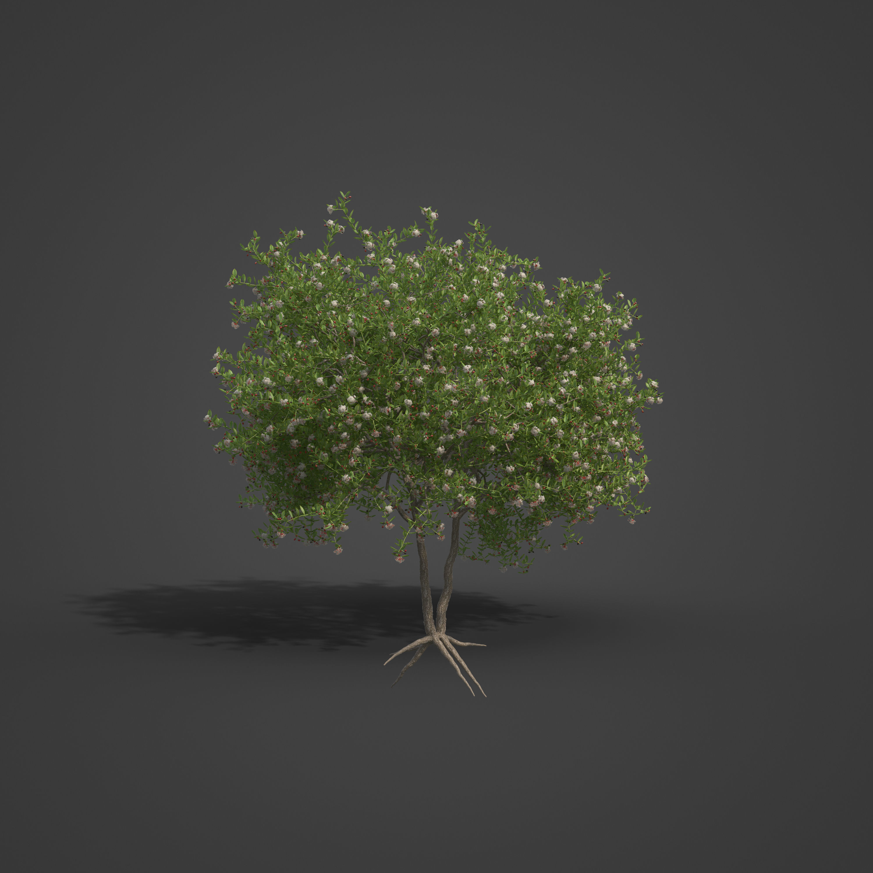 2021 PBR Egyptian Carissa Collection - Carissa Edulis  3D model_5