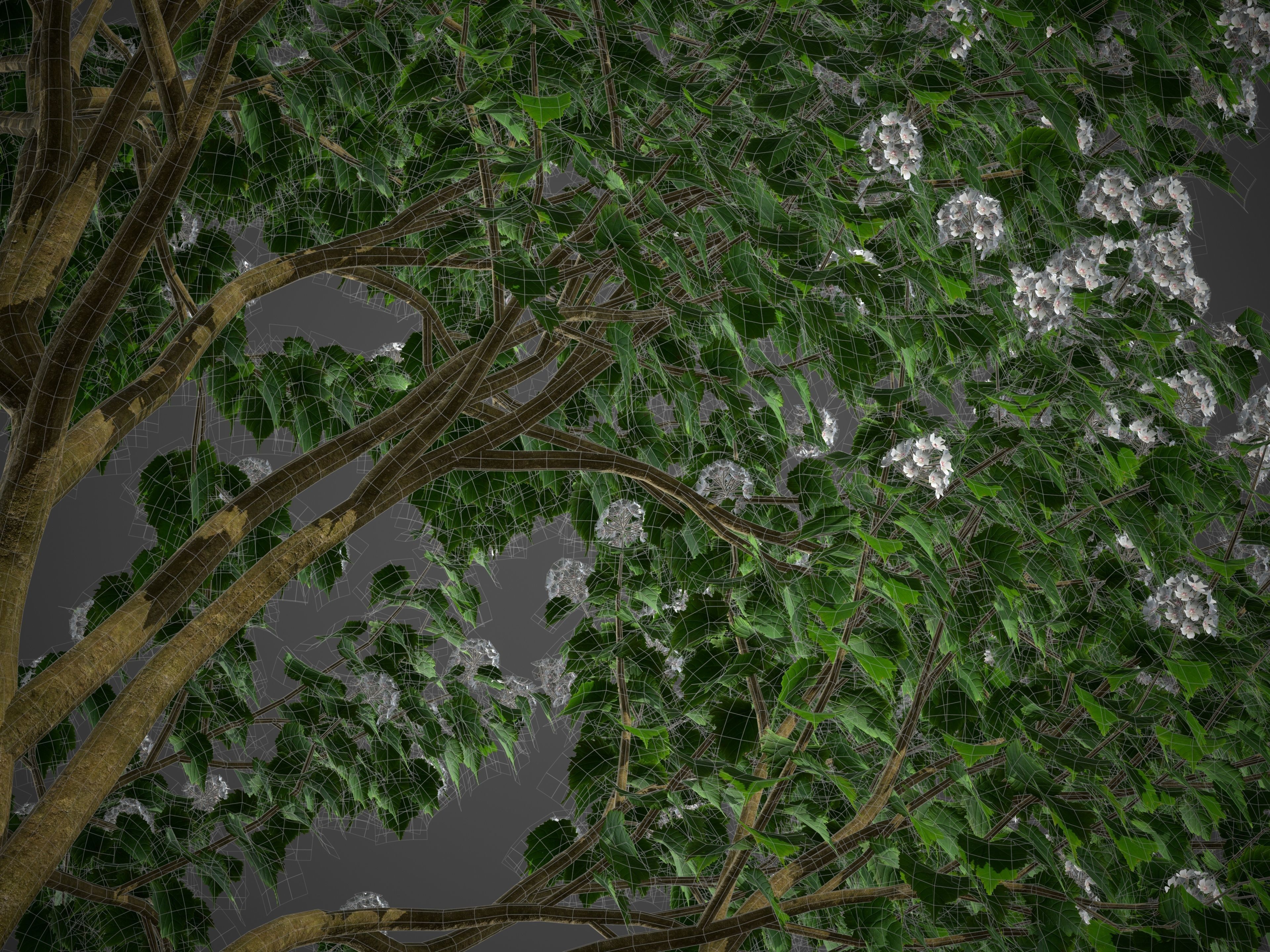 2021 PBR River Wild Pear Collection - Dombeya Kirkii 3D model_9