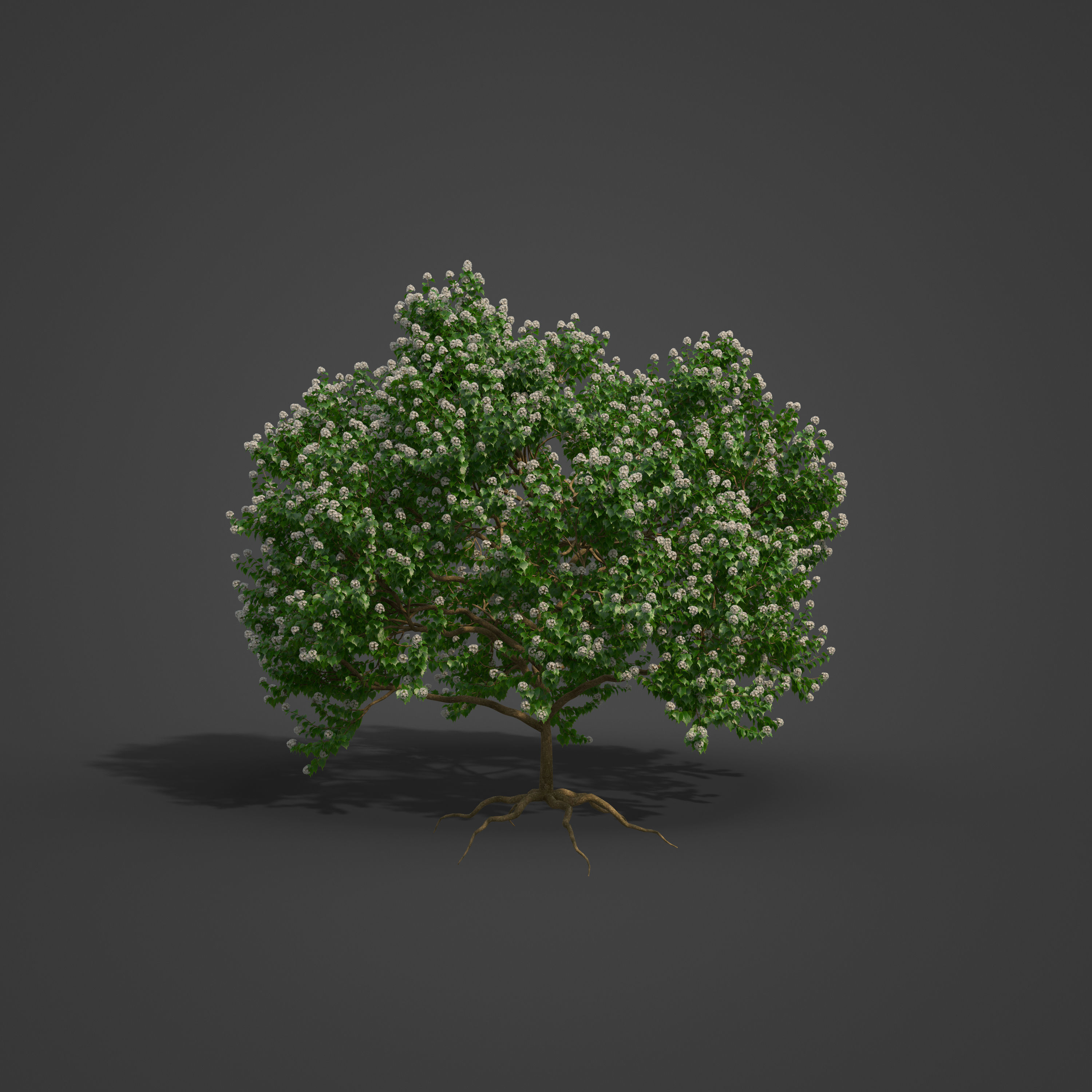 2021 PBR River Wild Pear Collection - Dombeya Kirkii 3D model_5