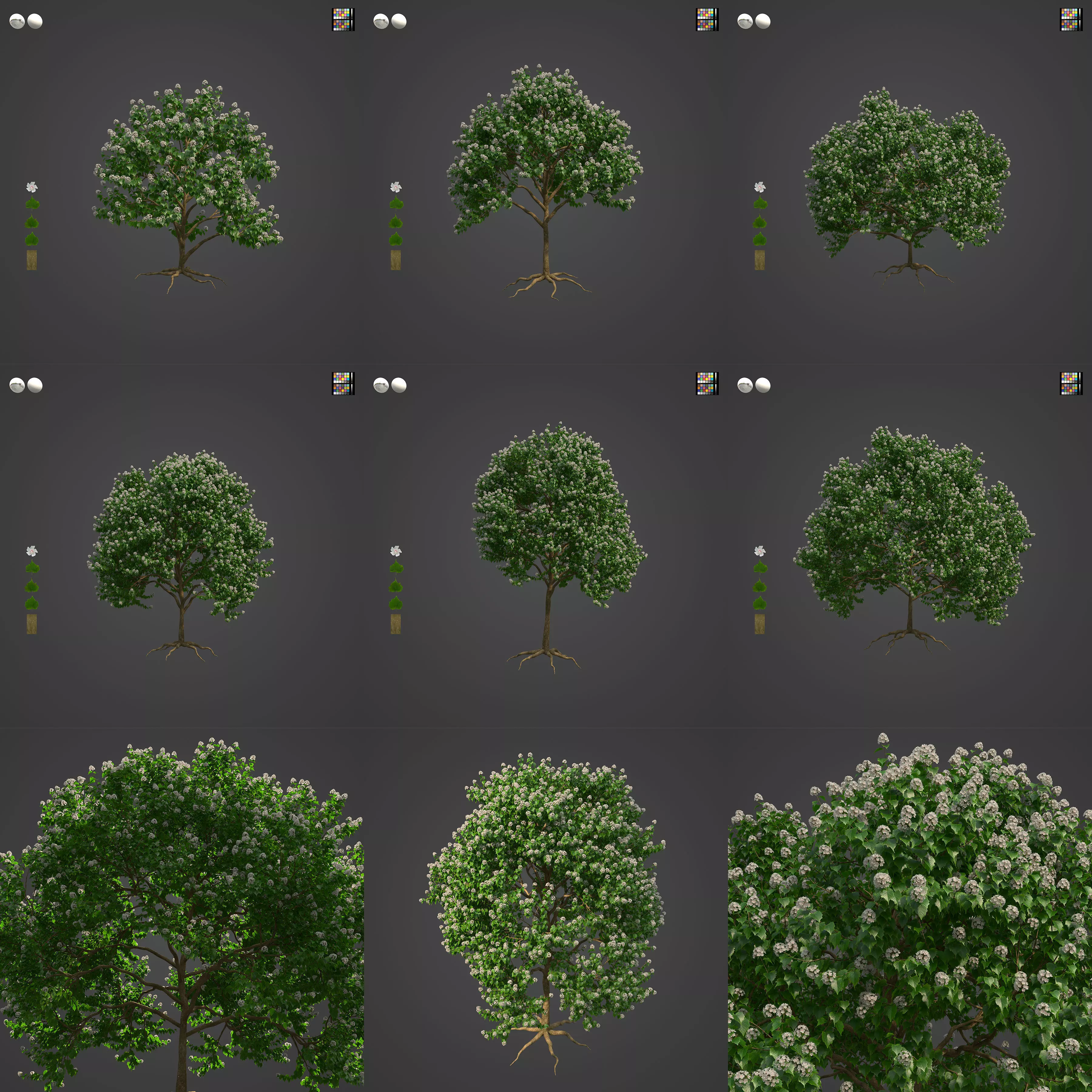 2021 PBR River Wild Pear Collection - Dombeya Kirkii 3D model_0