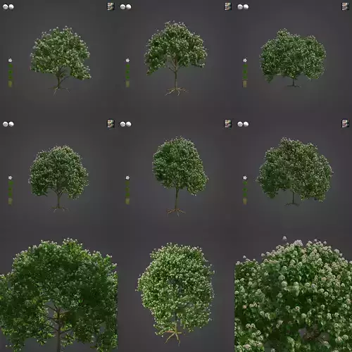 2021 PBR River Wild Pear Collection - Dombeya Kirkii 3D model