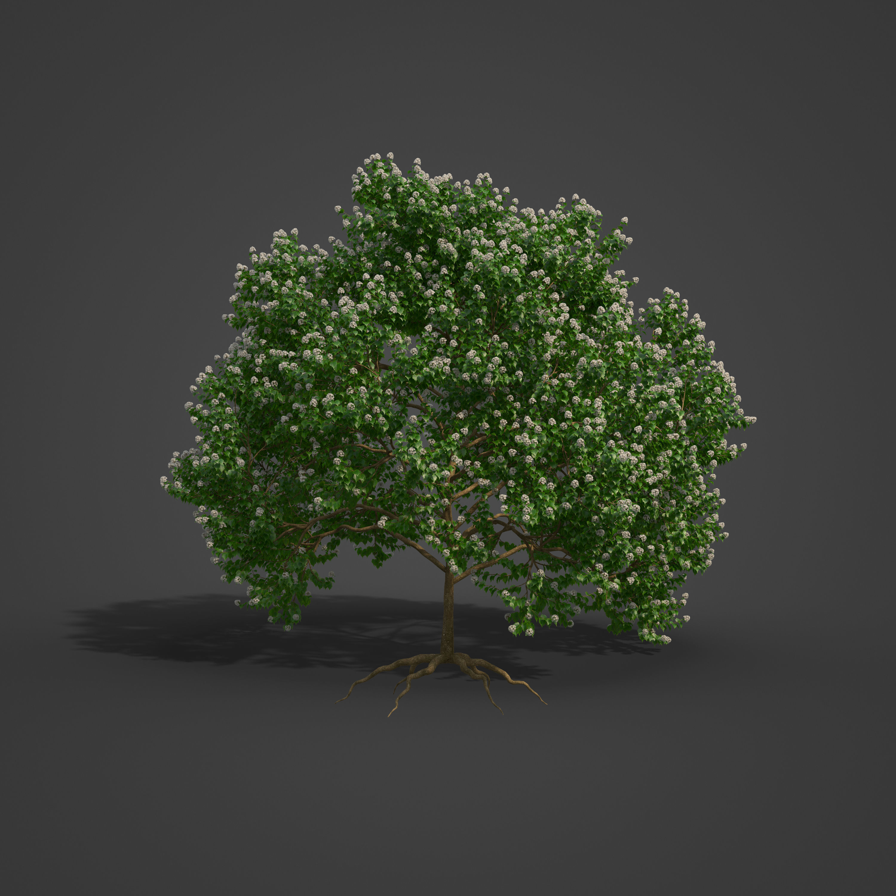 2021 PBR River Wild Pear Collection - Dombeya Kirkii 3D model_7
