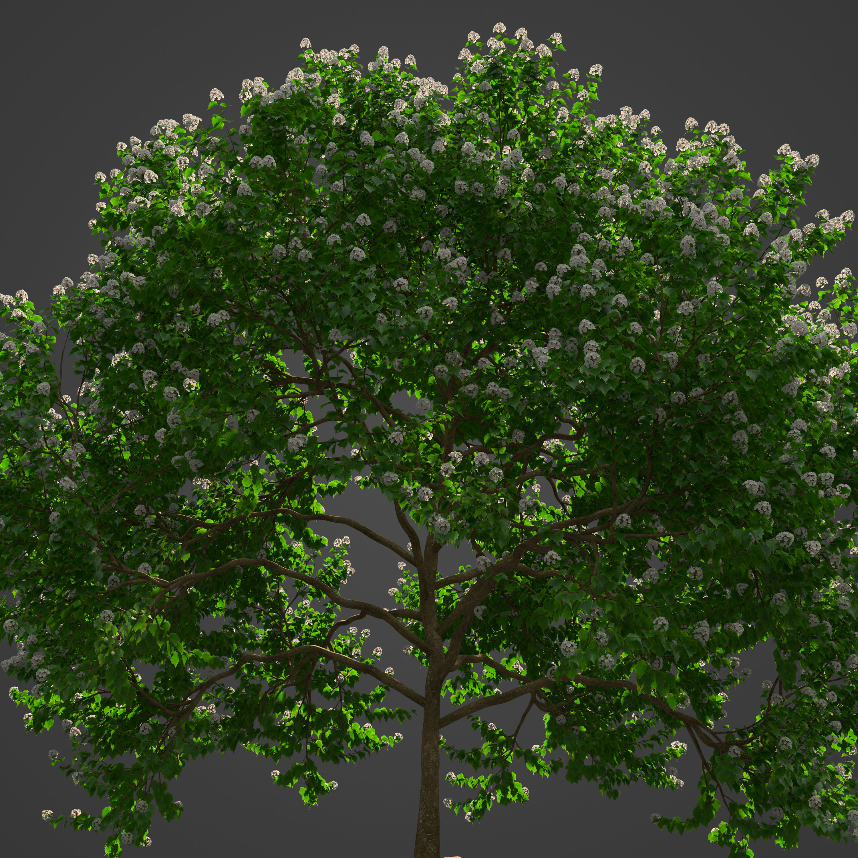 2021 PBR River Wild Pear Collection - Dombeya Kirkii 3D model_3
