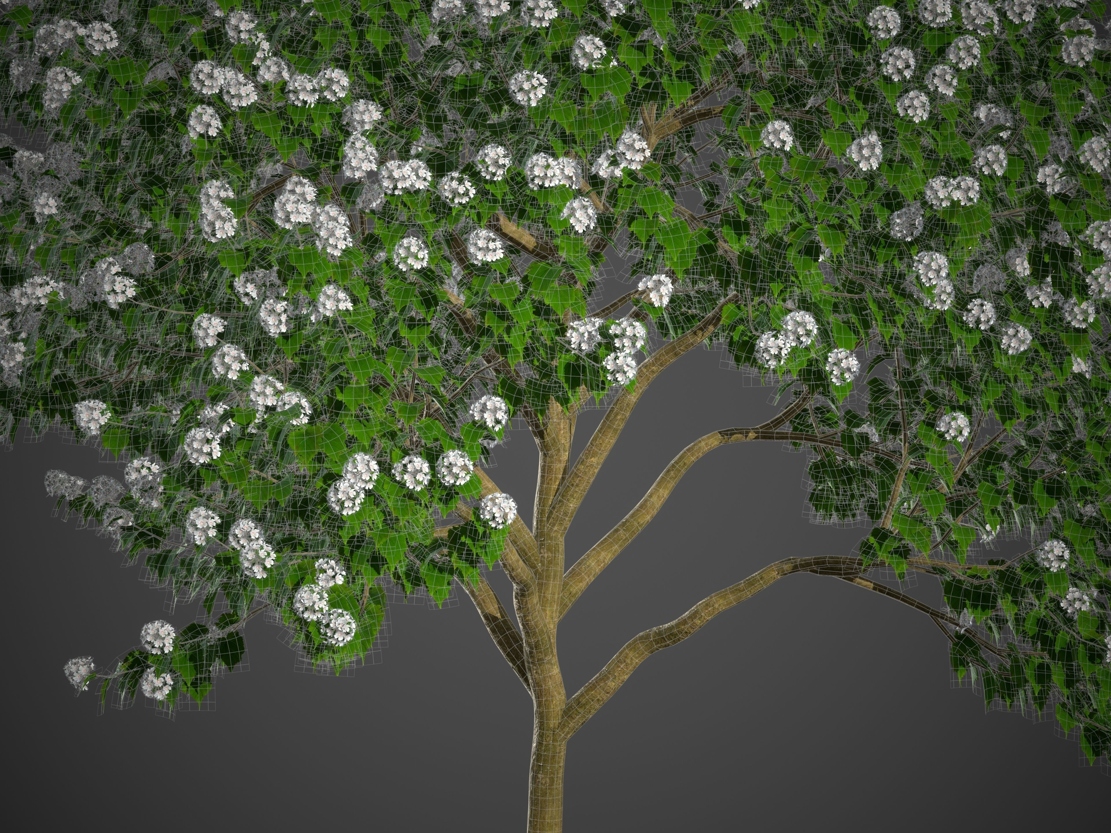 2021 PBR River Wild Pear Collection - Dombeya Kirkii 3D model_8