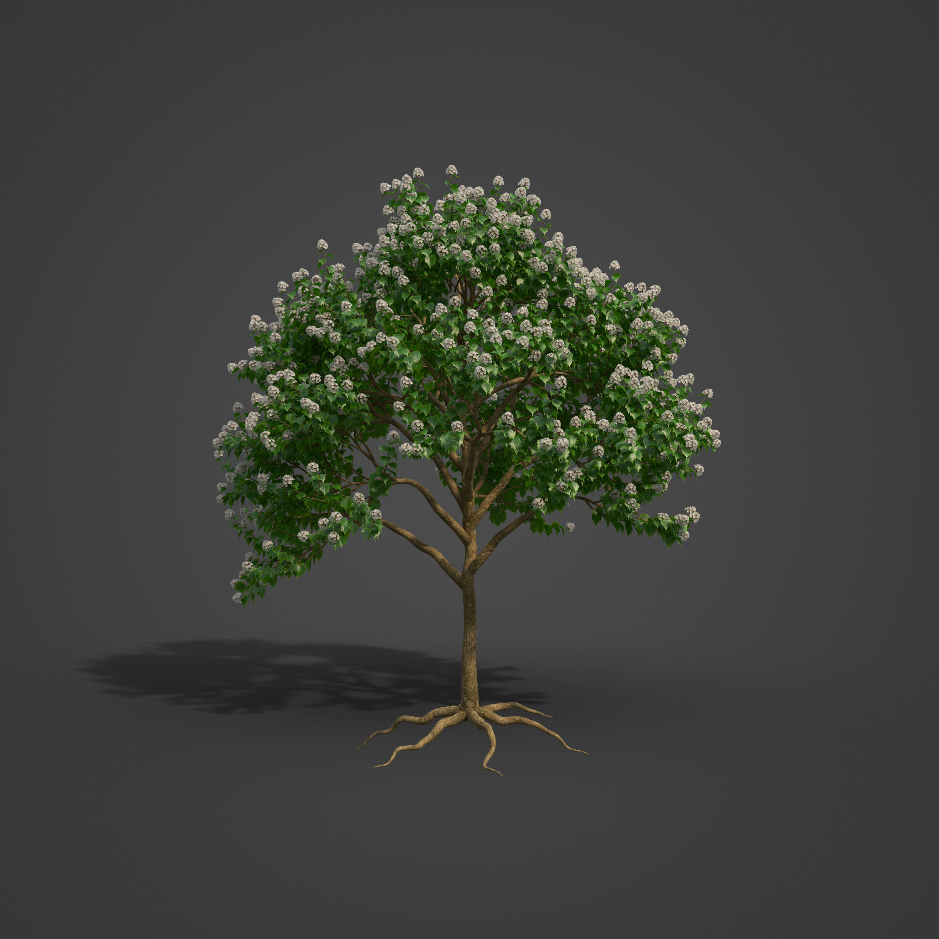 2021 PBR River Wild Pear Collection - Dombeya Kirkii 3D model_4