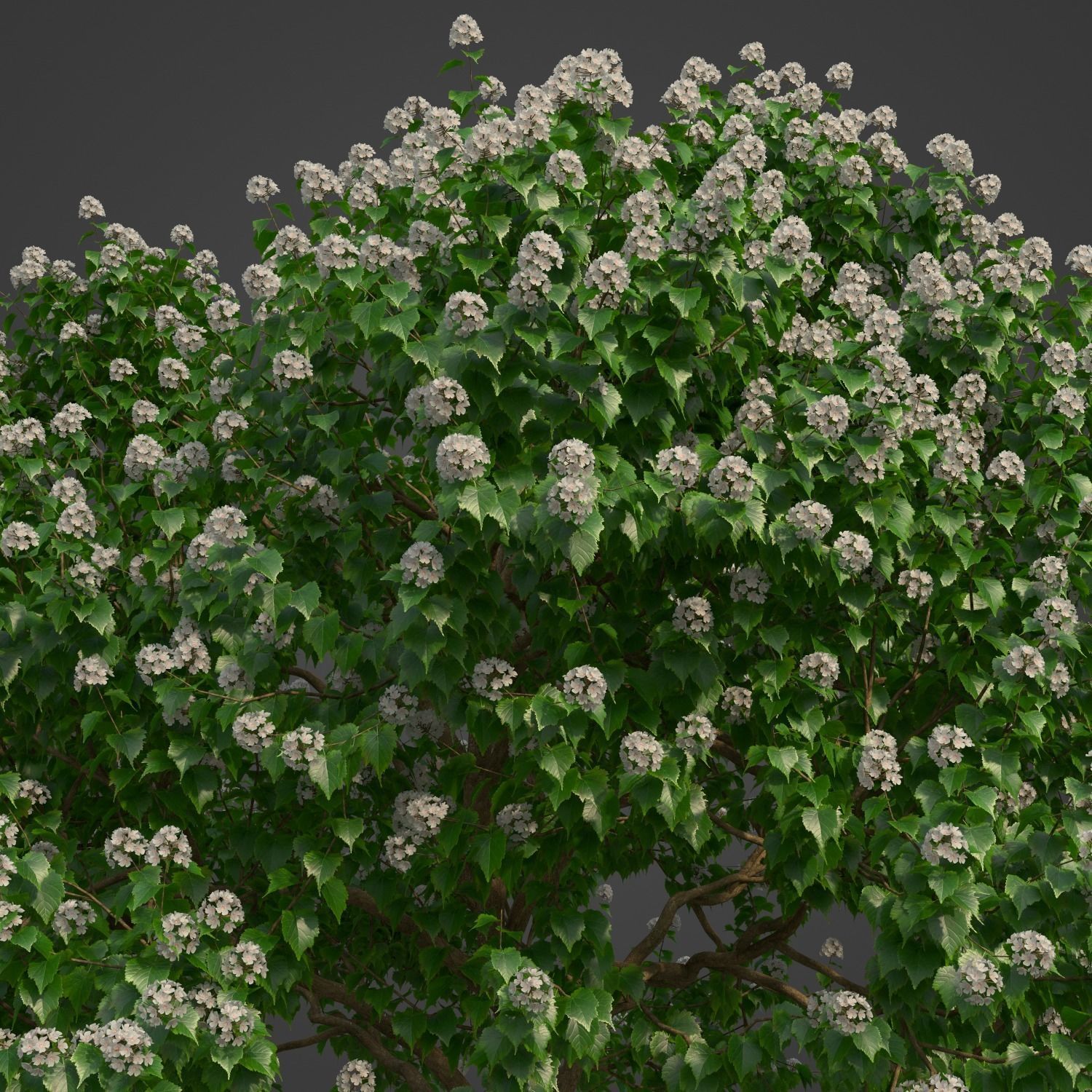 2021 PBR River Wild Pear Collection - Dombeya Kirkii 3D model_2