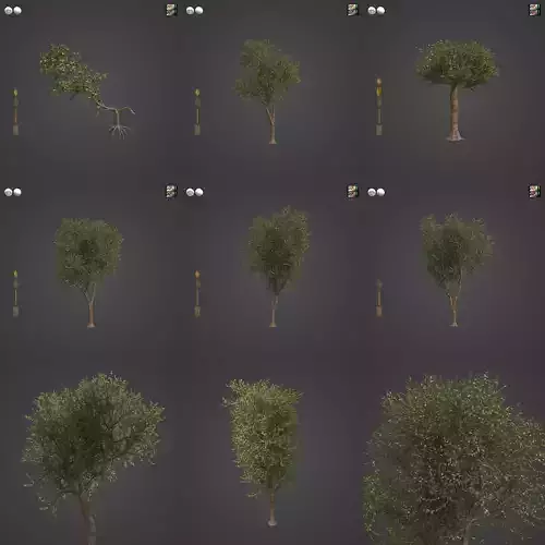 2021 PBR Forest Sandpaper Fig Collection - Ficus Exasperata 