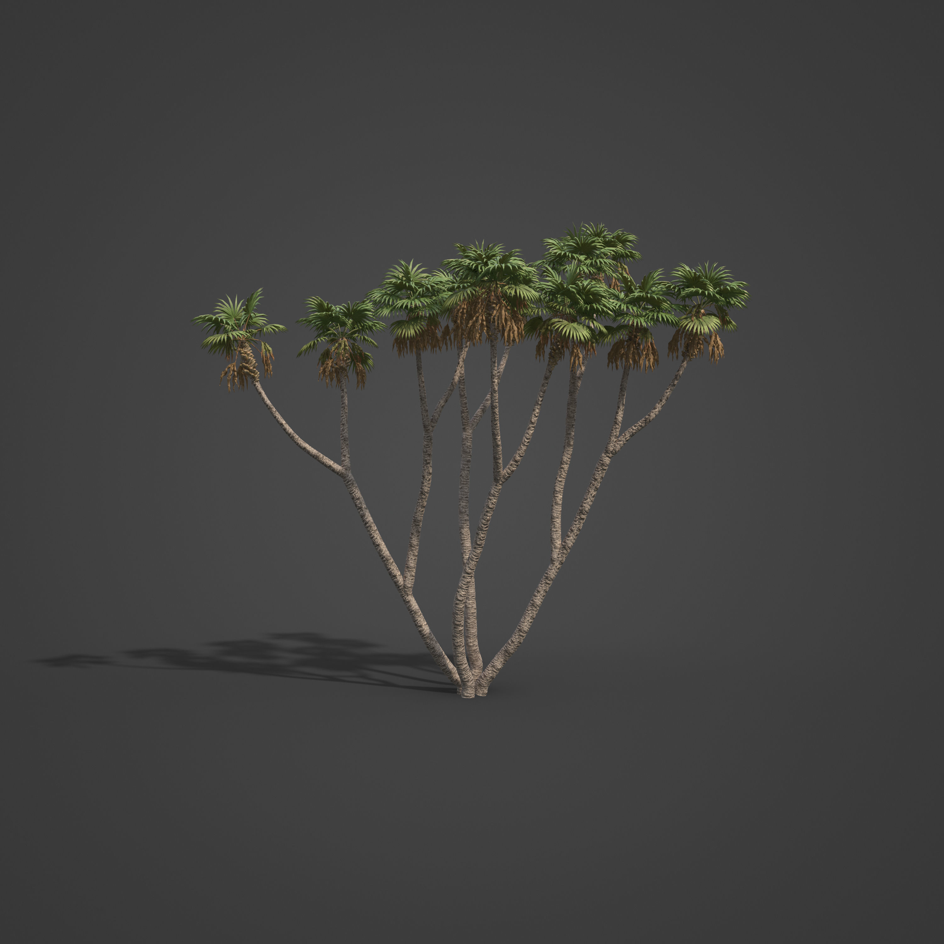 2021 PBR African Doum Palm Collection - Hyphaene Thebaica 3D model_4
