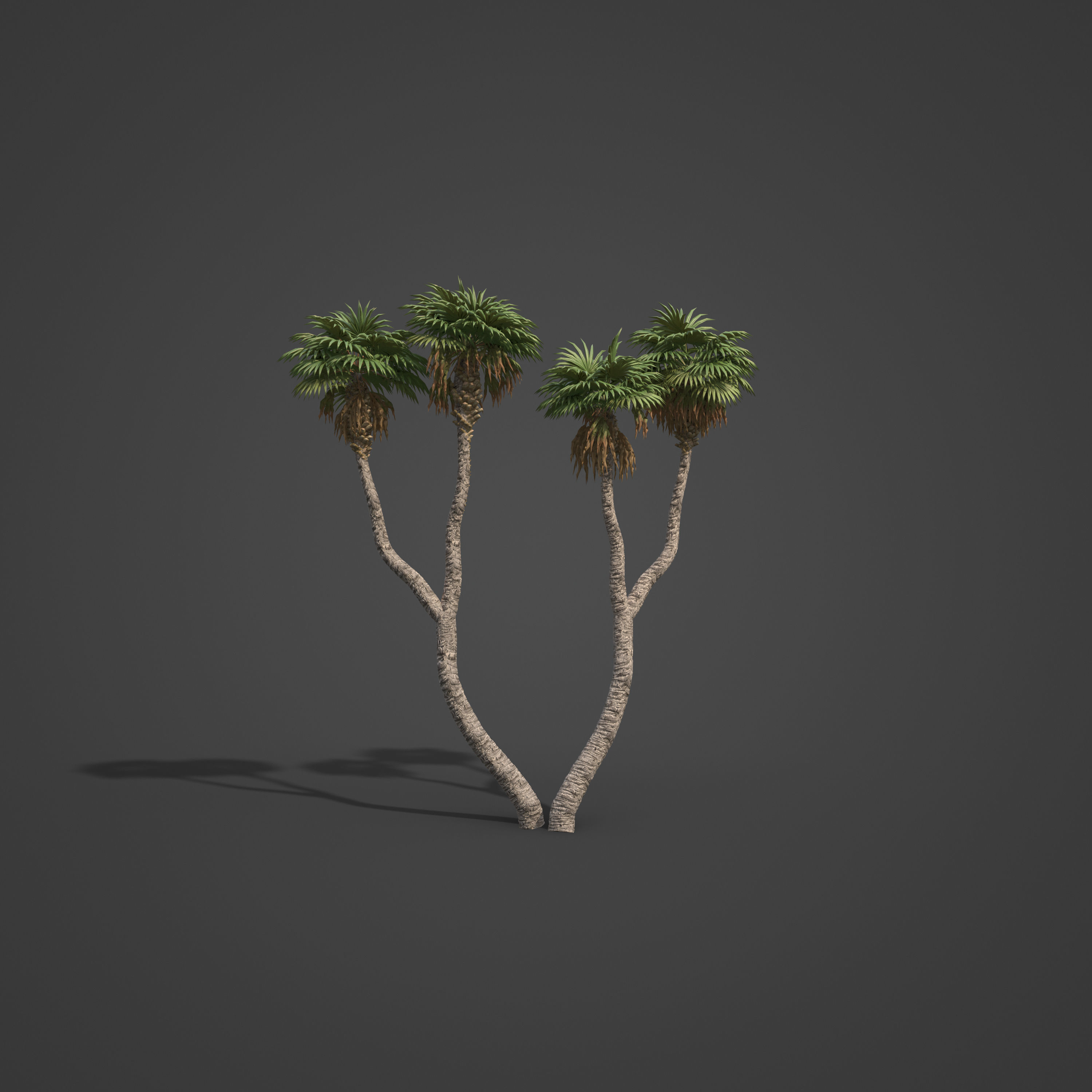 2021 PBR African Doum Palm Collection - Hyphaene Thebaica 3D model_5