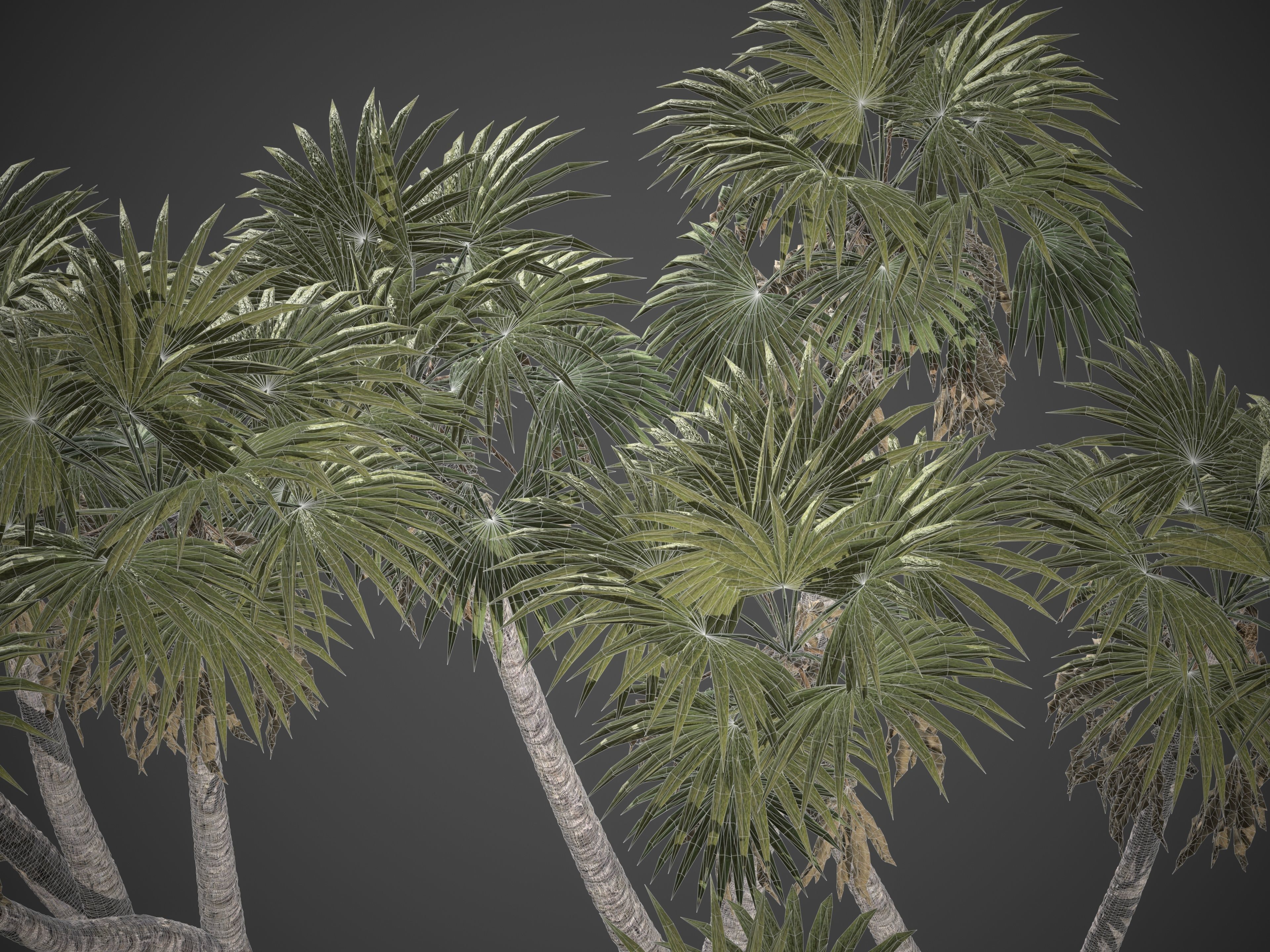 2021 PBR African Doum Palm Collection - Hyphaene Thebaica 3D model_9