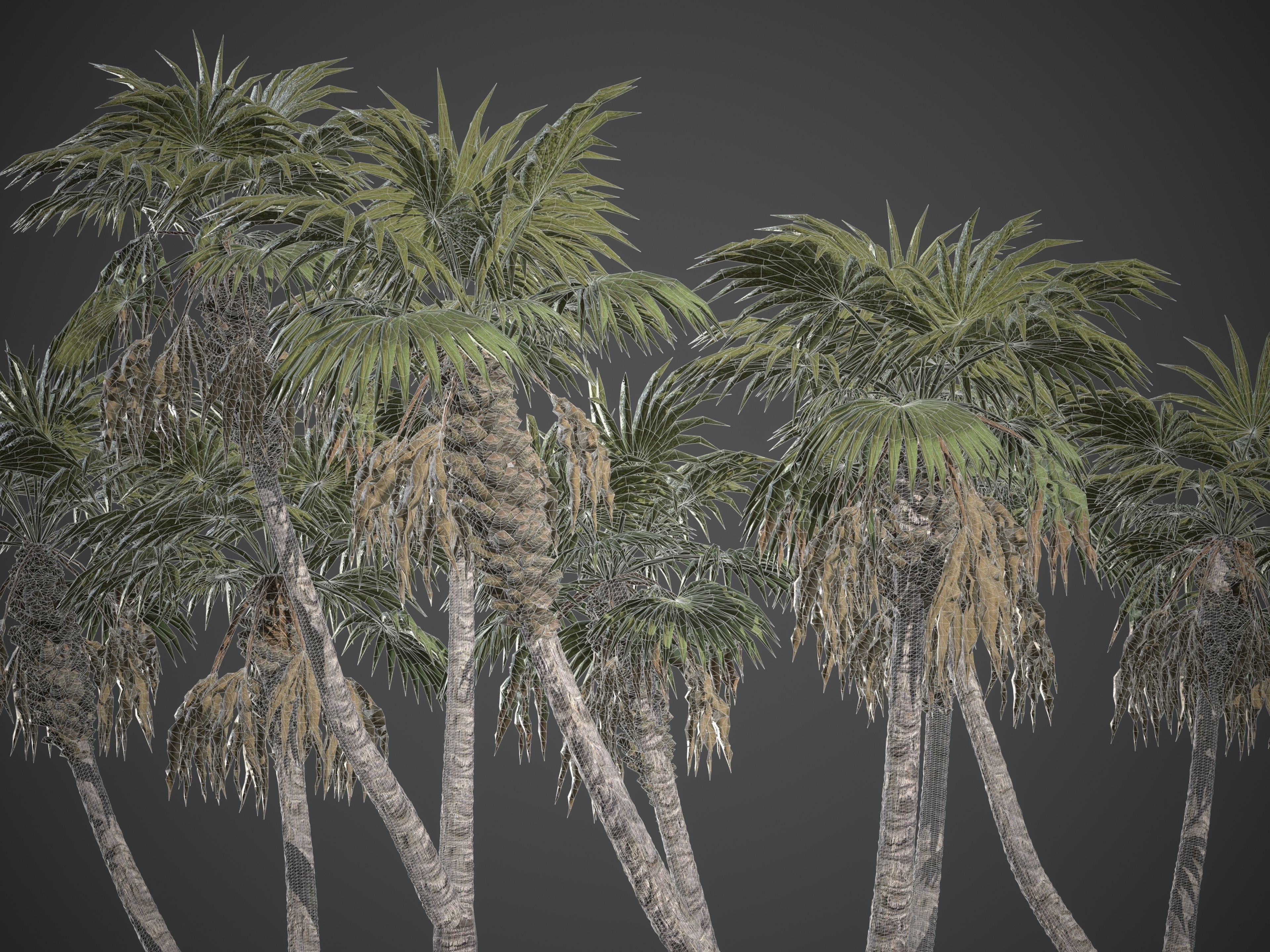 2021 PBR African Doum Palm Collection - Hyphaene Thebaica 3D model_8
