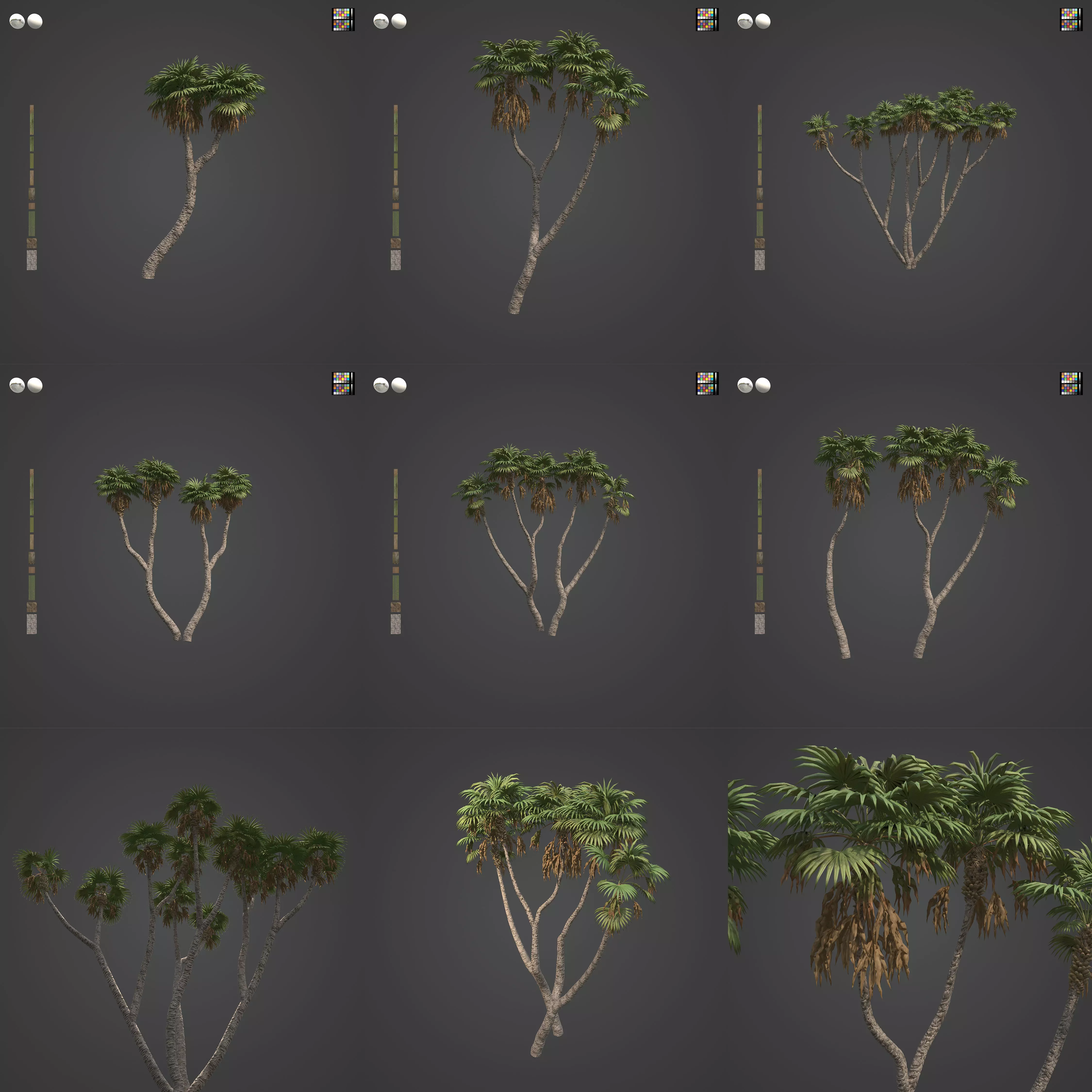 2021 PBR African Doum Palm Collection - Hyphaene Thebaica 3D model_0