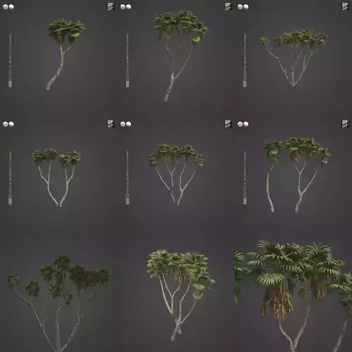 2021 PBR African Doum Palm Collection - Hyphaene Thebaica  3D model