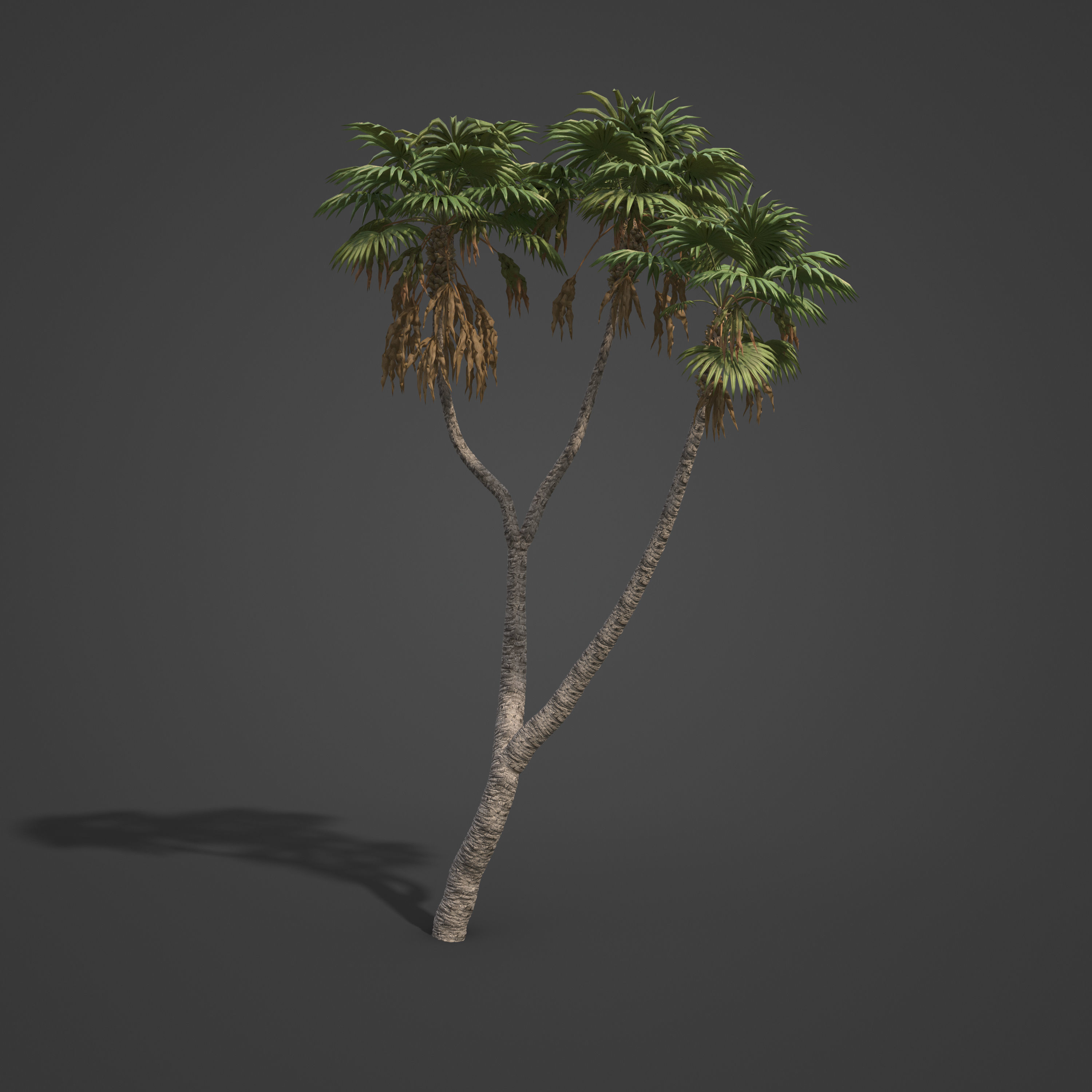 2021 PBR African Doum Palm Collection - Hyphaene Thebaica 3D model_3