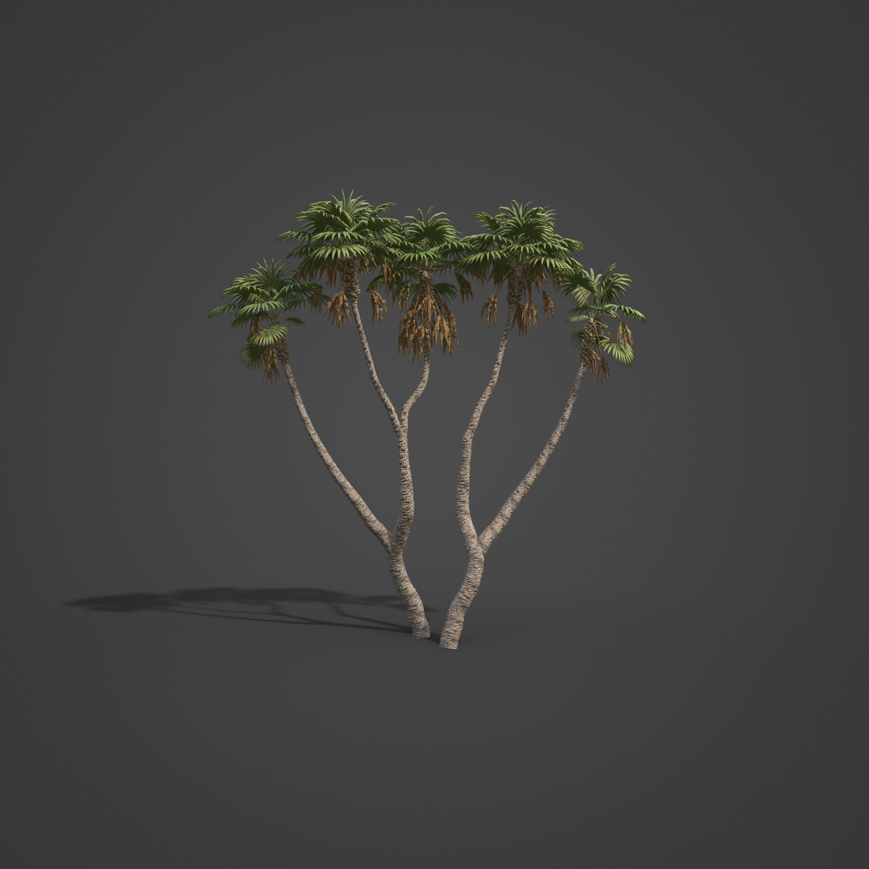 2021 PBR African Doum Palm Collection - Hyphaene Thebaica 3D model_6