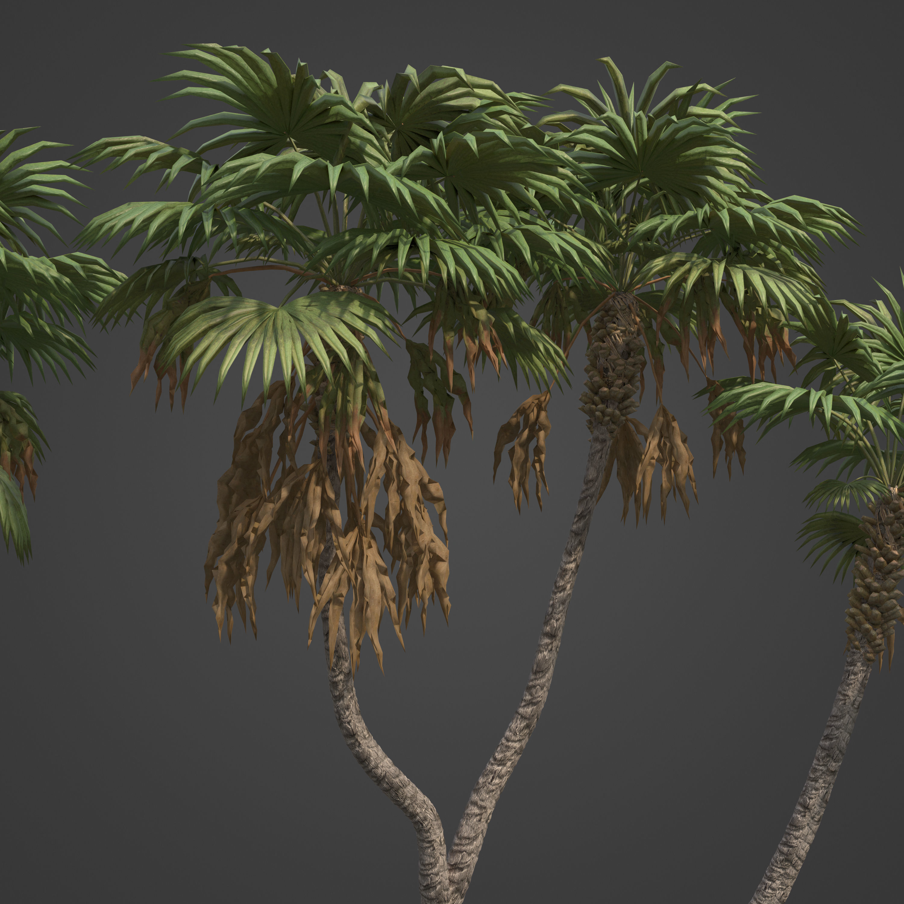 2021 PBR African Doum Palm Collection - Hyphaene Thebaica 3D model_2