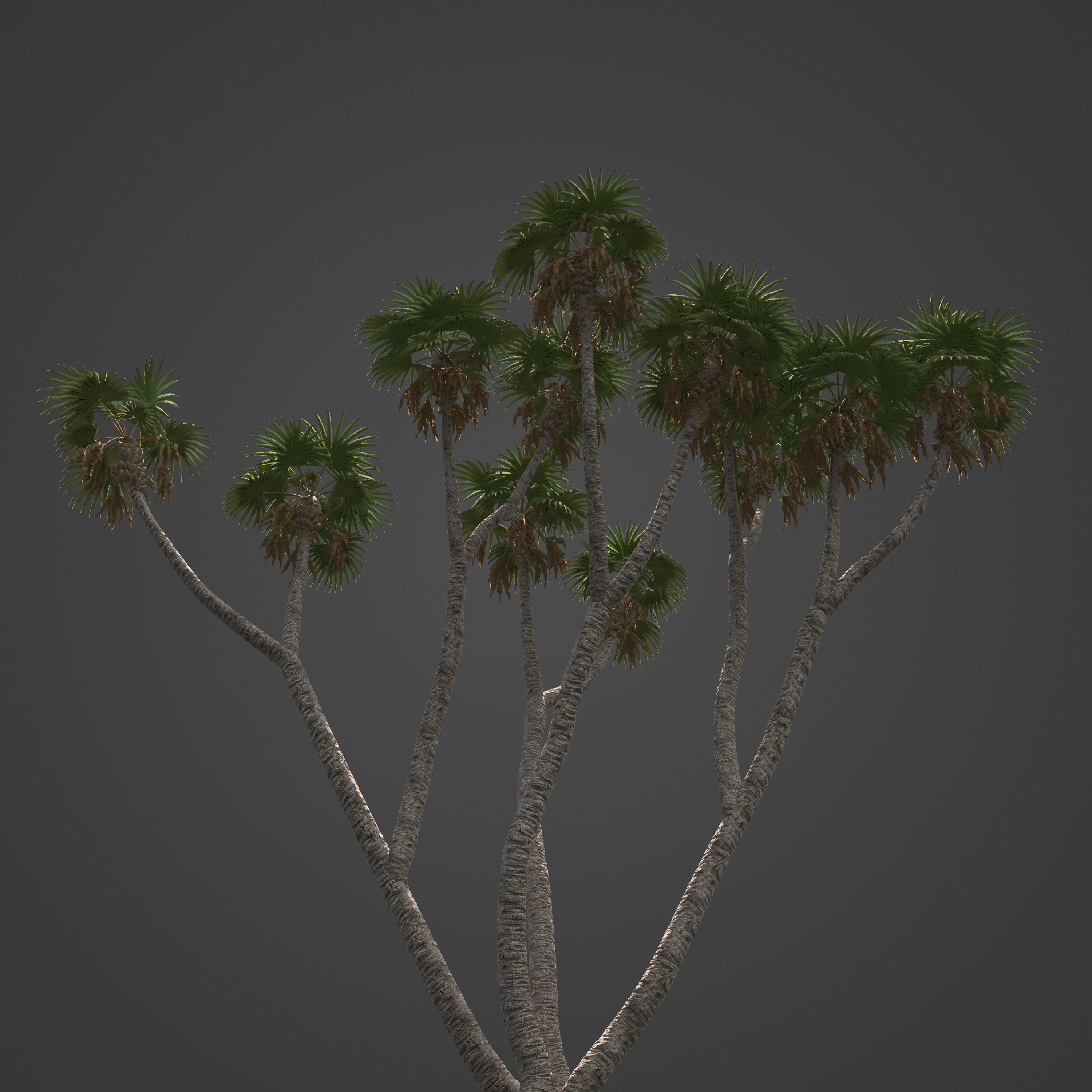 2021 PBR African Doum Palm Collection - Hyphaene Thebaica 3D model_7