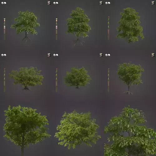 2021 PBR Tamarind Collection - Tamarindus Indica 