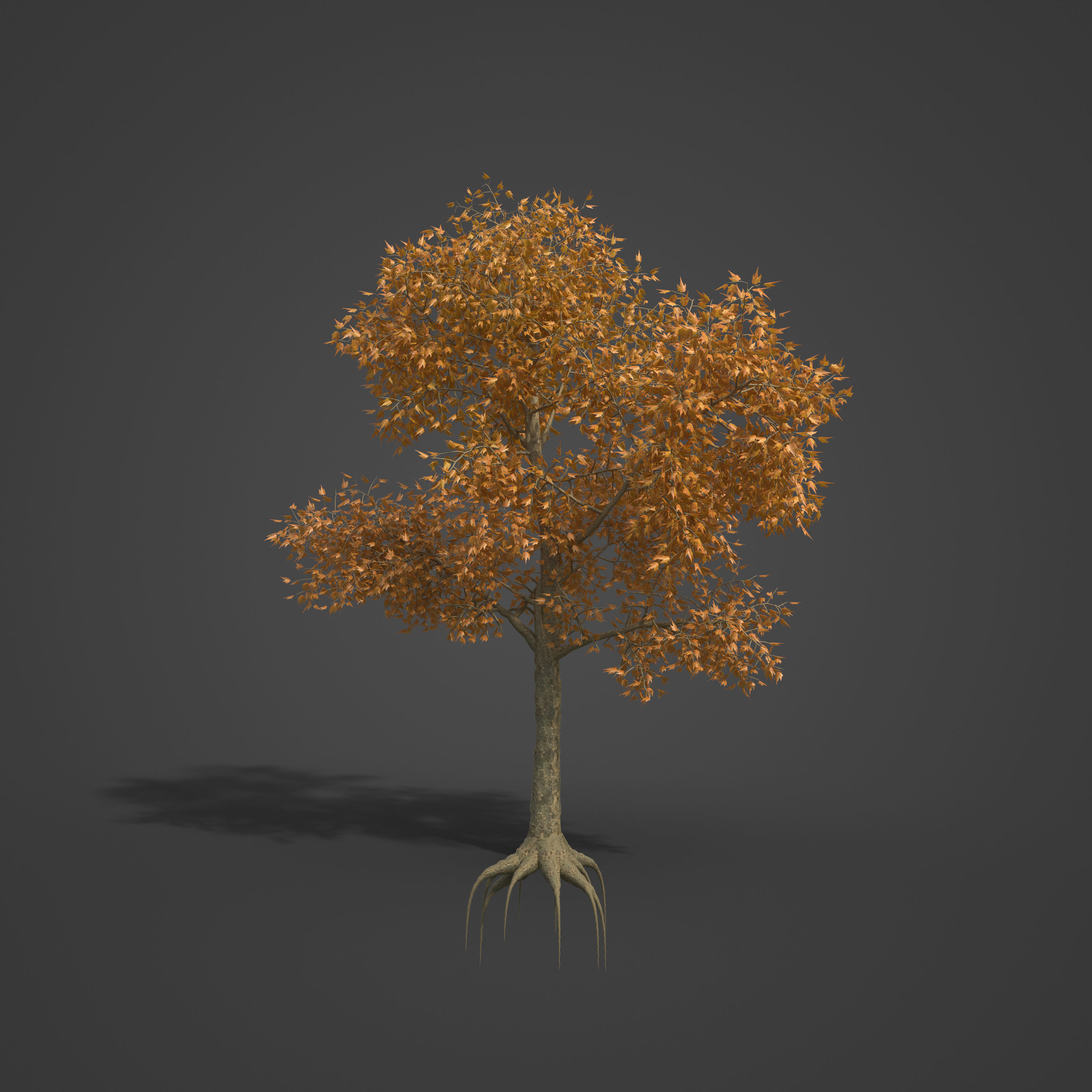 2021 PBR London Plane Tree Collection - Platanus X Acerifolia 3D model_2