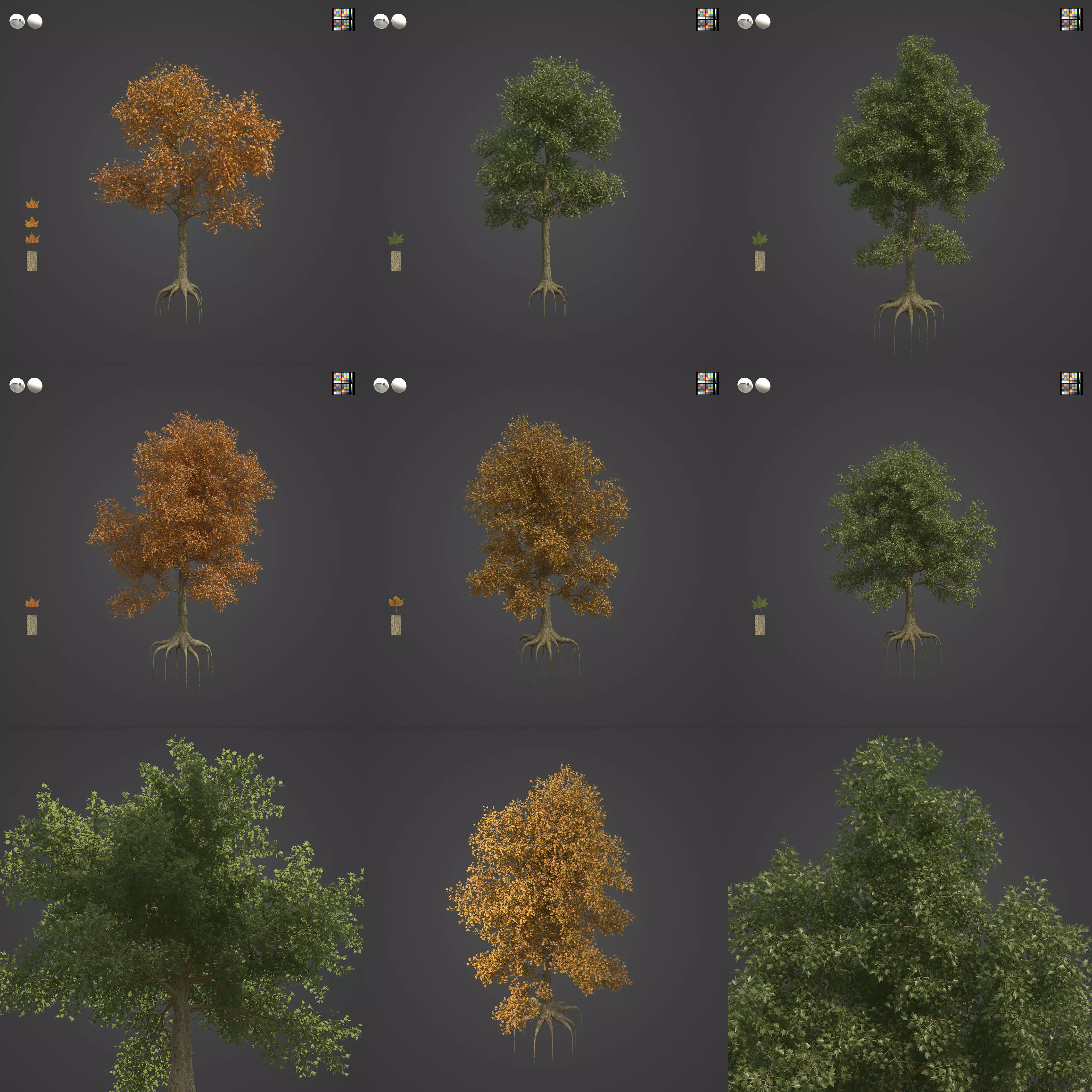 2021 PBR London Plane Tree Collection - Platanus X Acerifolia 3D model_0