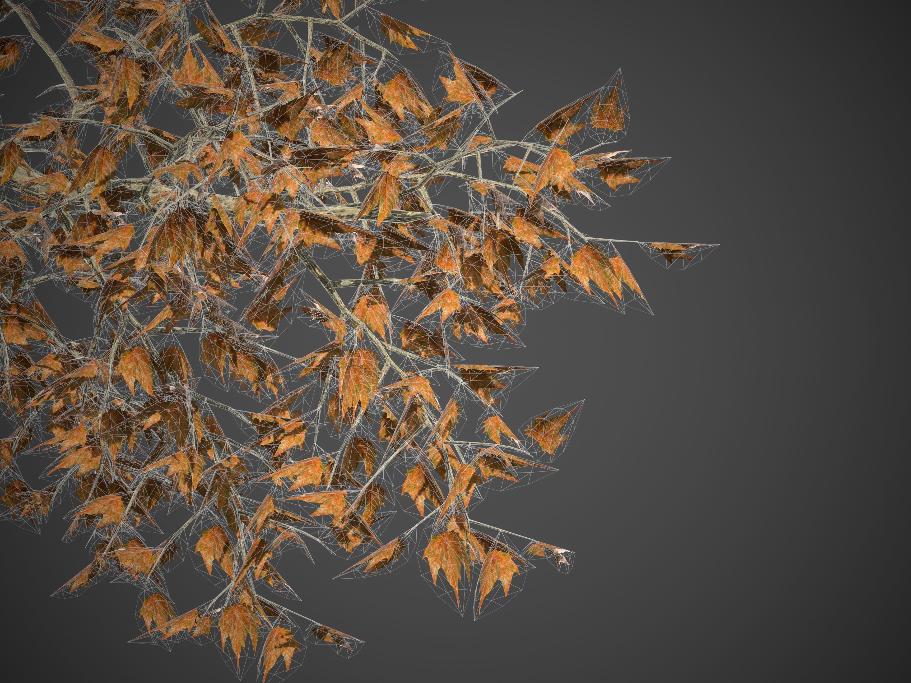 2021 PBR London Plane Tree Collection - Platanus X Acerifolia 3D model_8