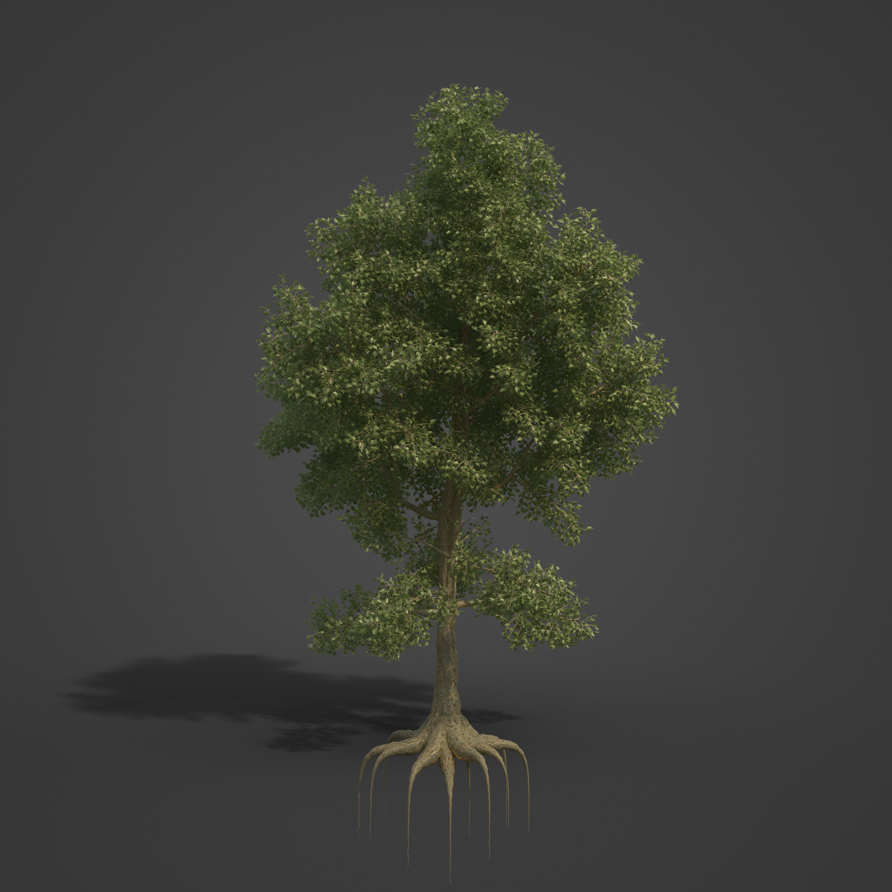 2021 PBR London Plane Tree Collection - Platanus X Acerifolia 3D model_3