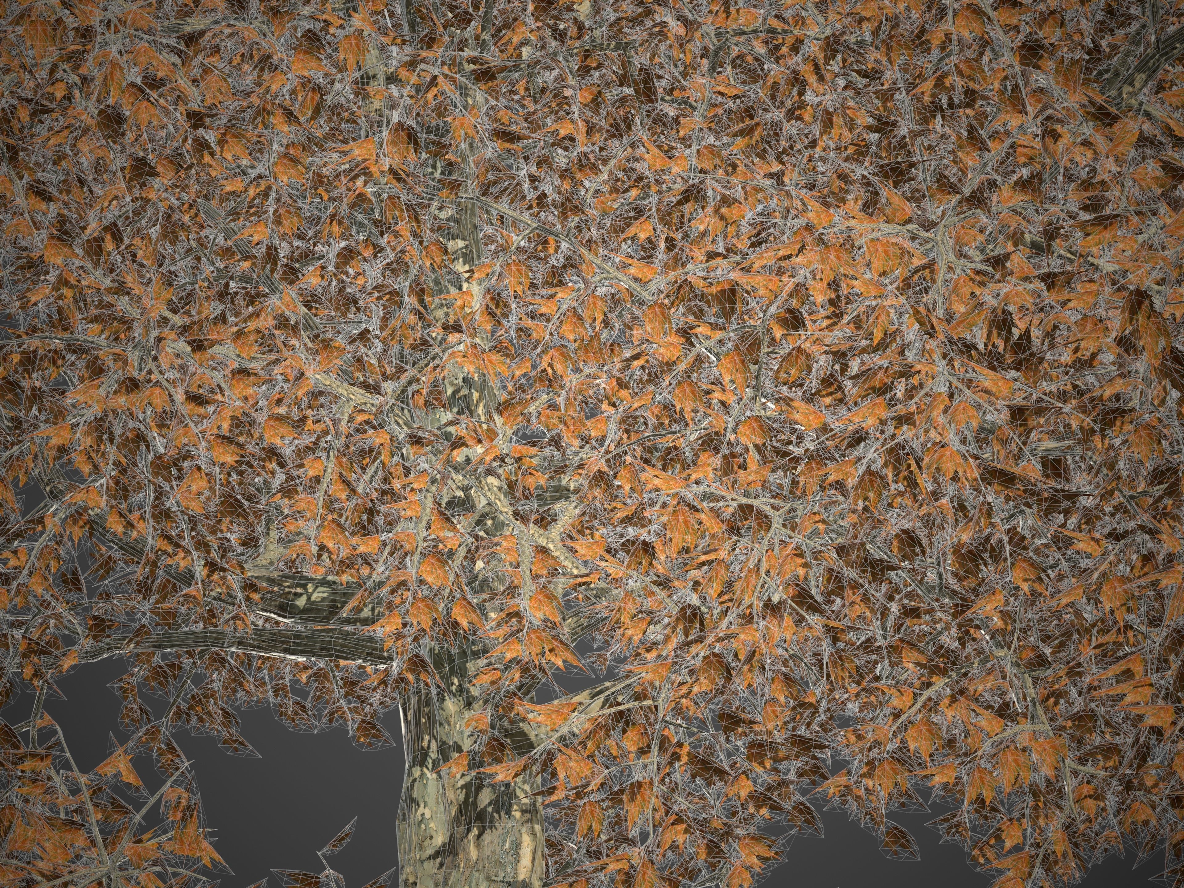 2021 PBR London Plane Tree Collection - Platanus X Acerifolia 3D model_7