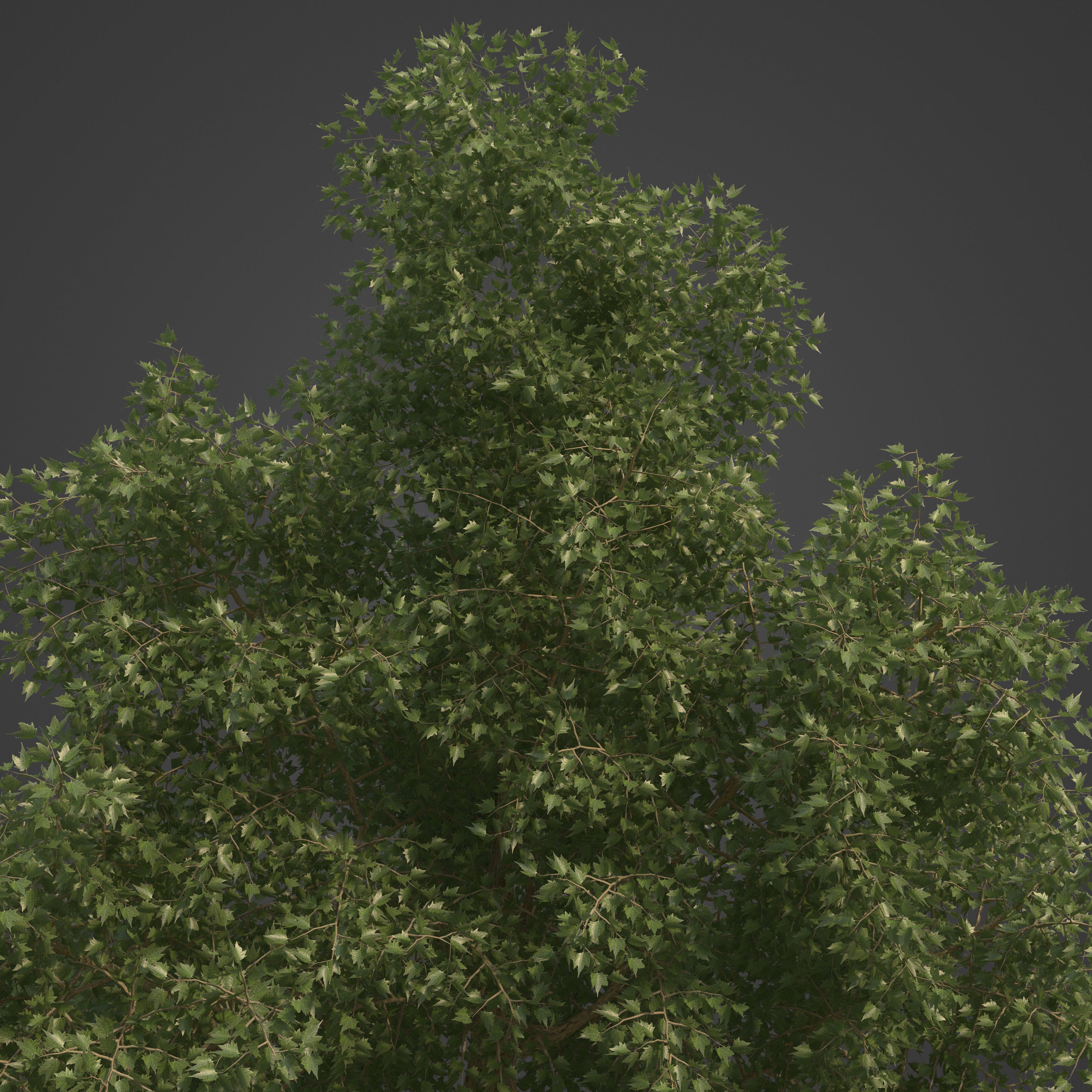 2021 PBR London Plane Tree Collection - Platanus X Acerifolia 3D model_6
