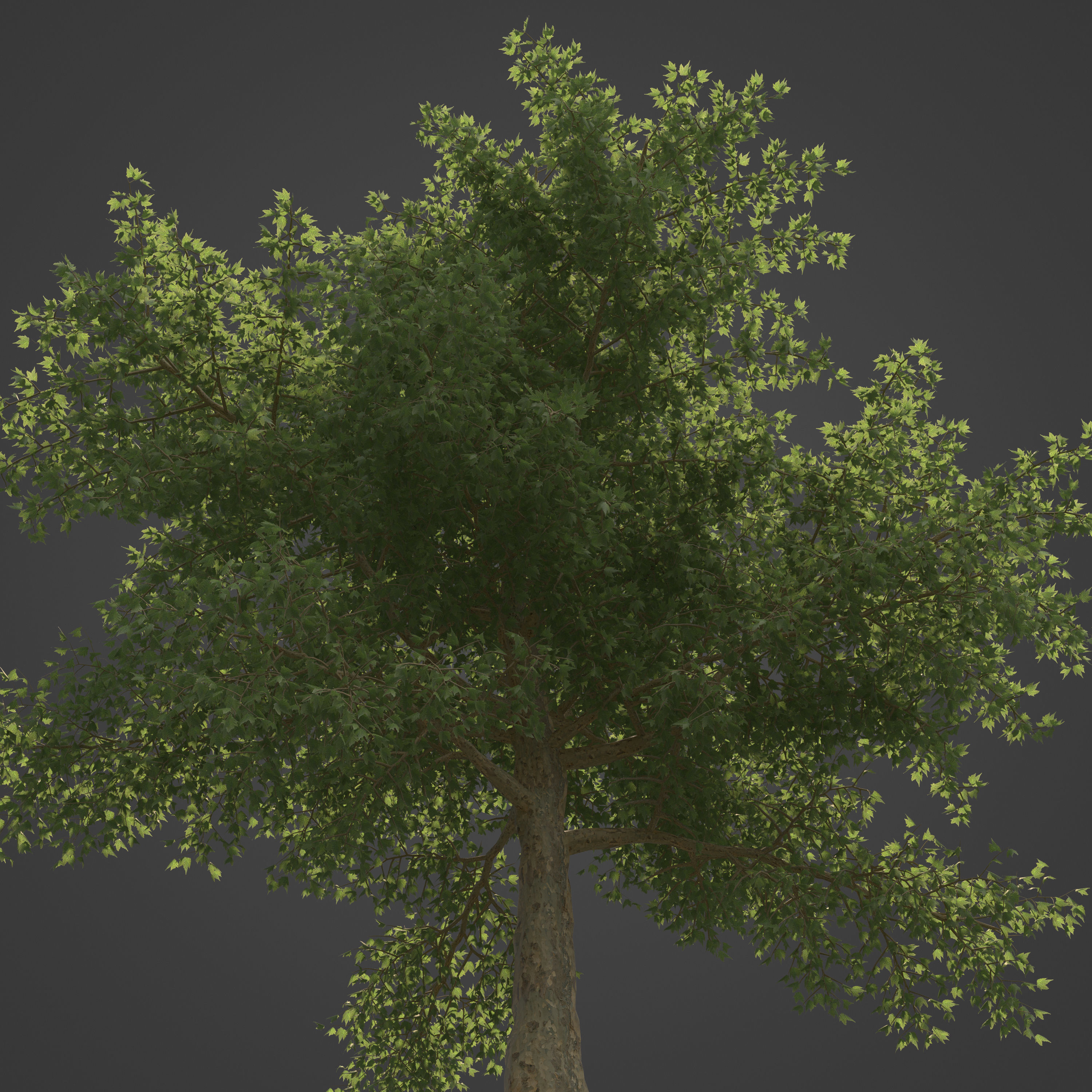 2021 PBR London Plane Tree Collection - Platanus X Acerifolia 3D model_5