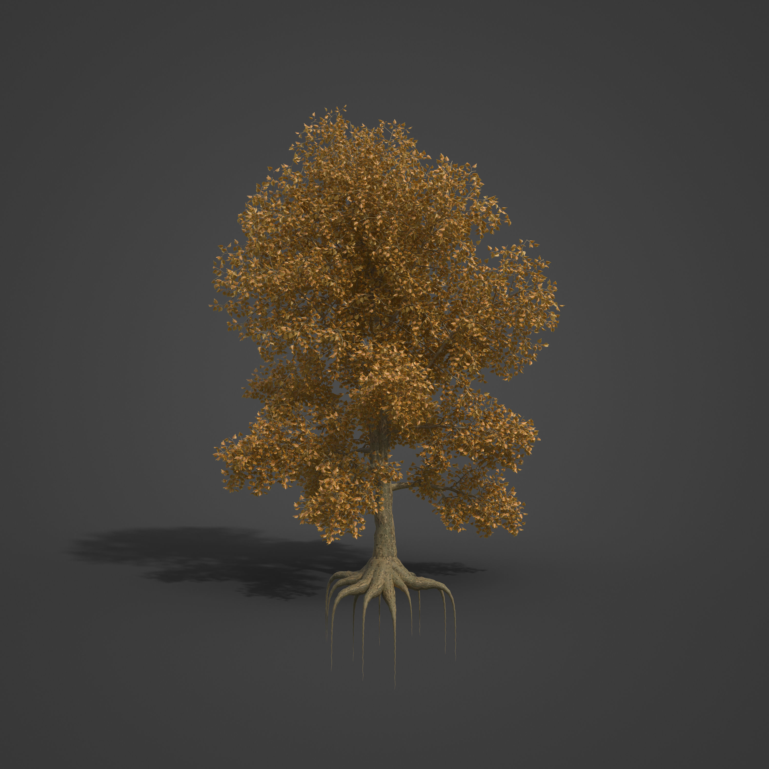 2021 PBR London Plane Tree Collection - Platanus X Acerifolia 3D model_4