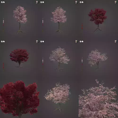 2021 PBR Pissardii Cherry Plum Collection - Prunus Cerasifera 
