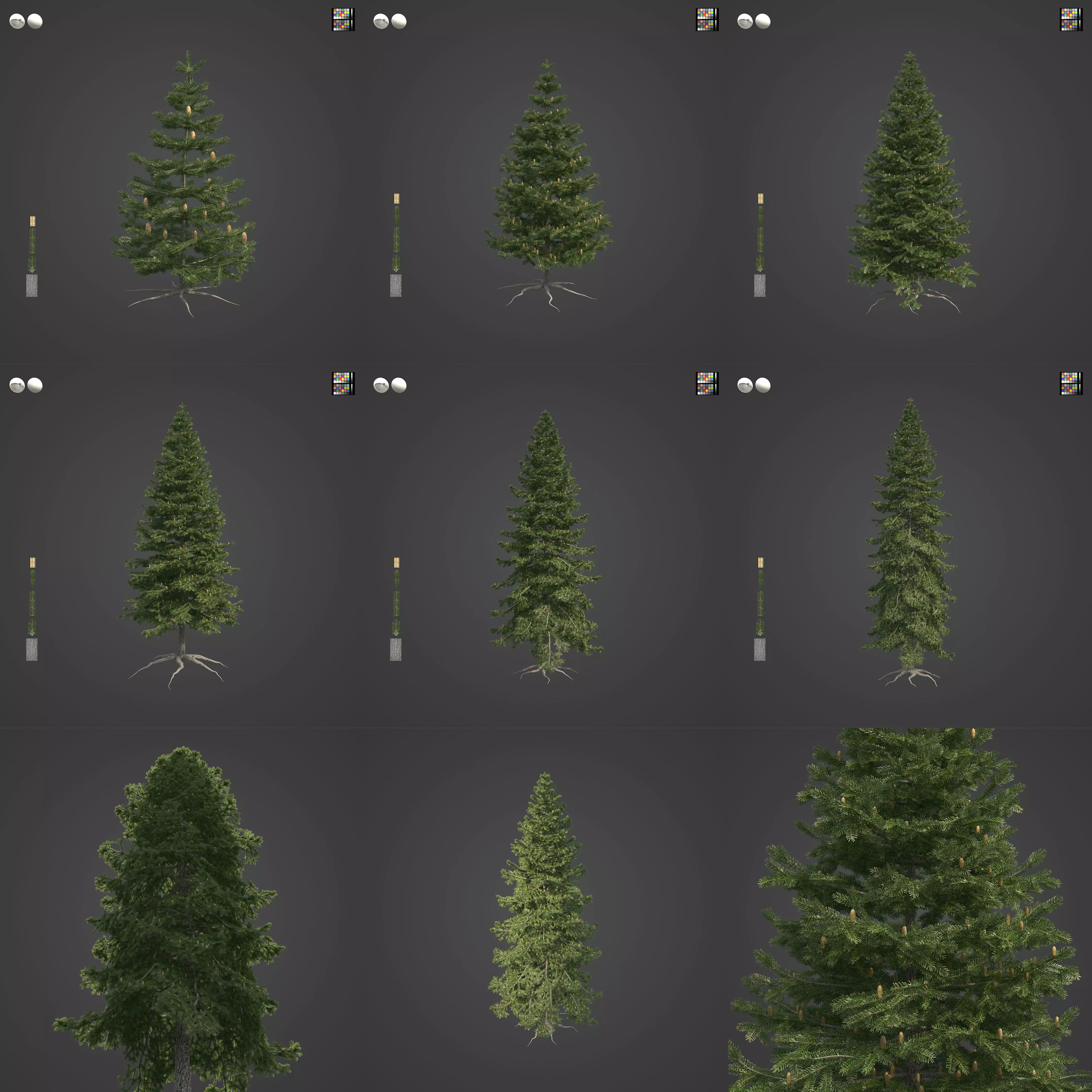 2021 PBR California Red Fir Collection - Abies Magnifica  3D model_0