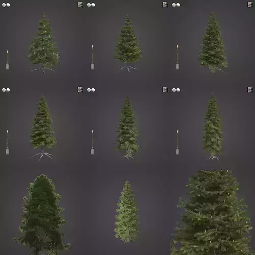 2021 PBR California Red Fir Collection - Abies Magnifica  3D model