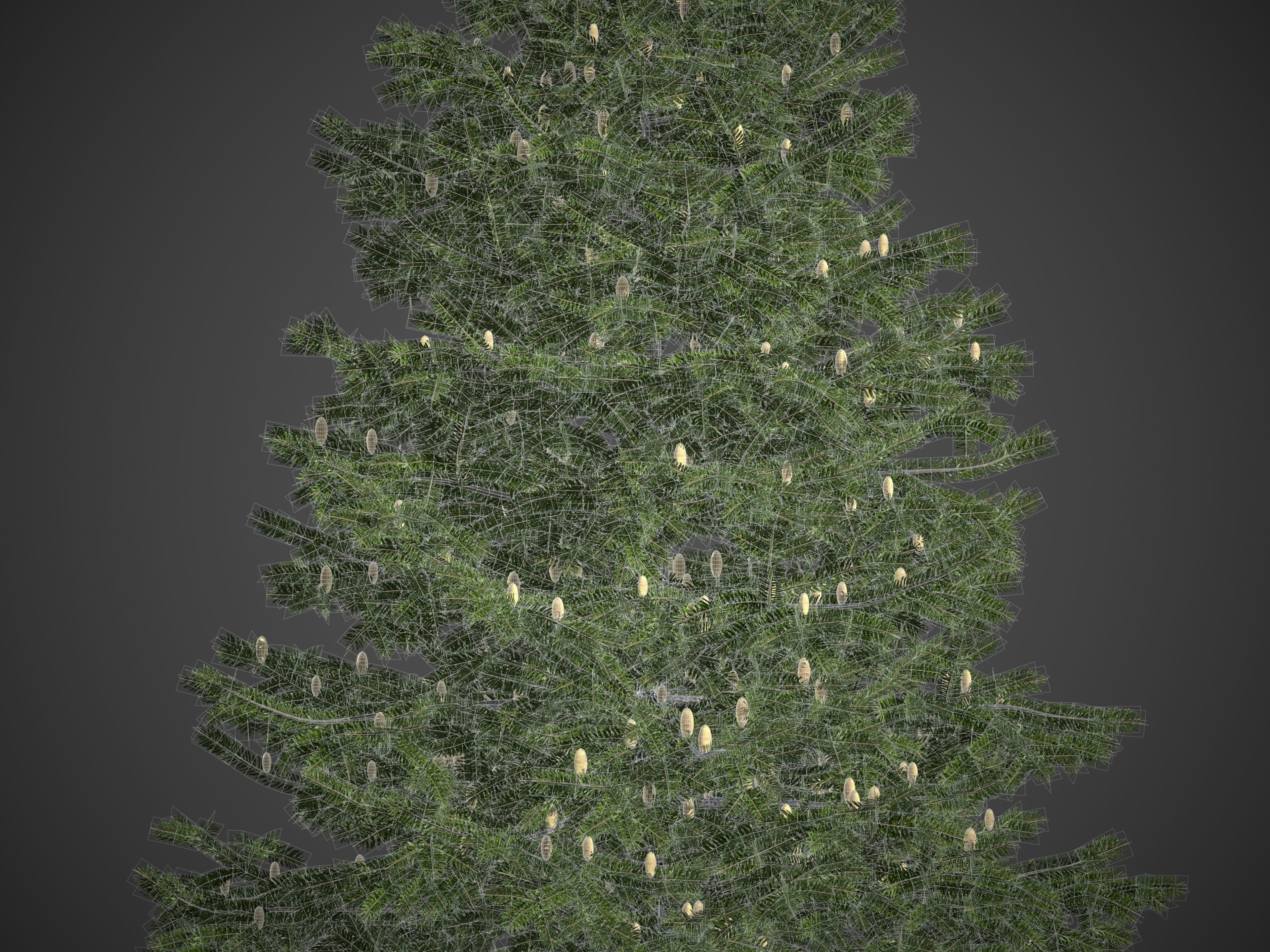 2021 PBR California Red Fir Collection - Abies Magnifica  3D model_8