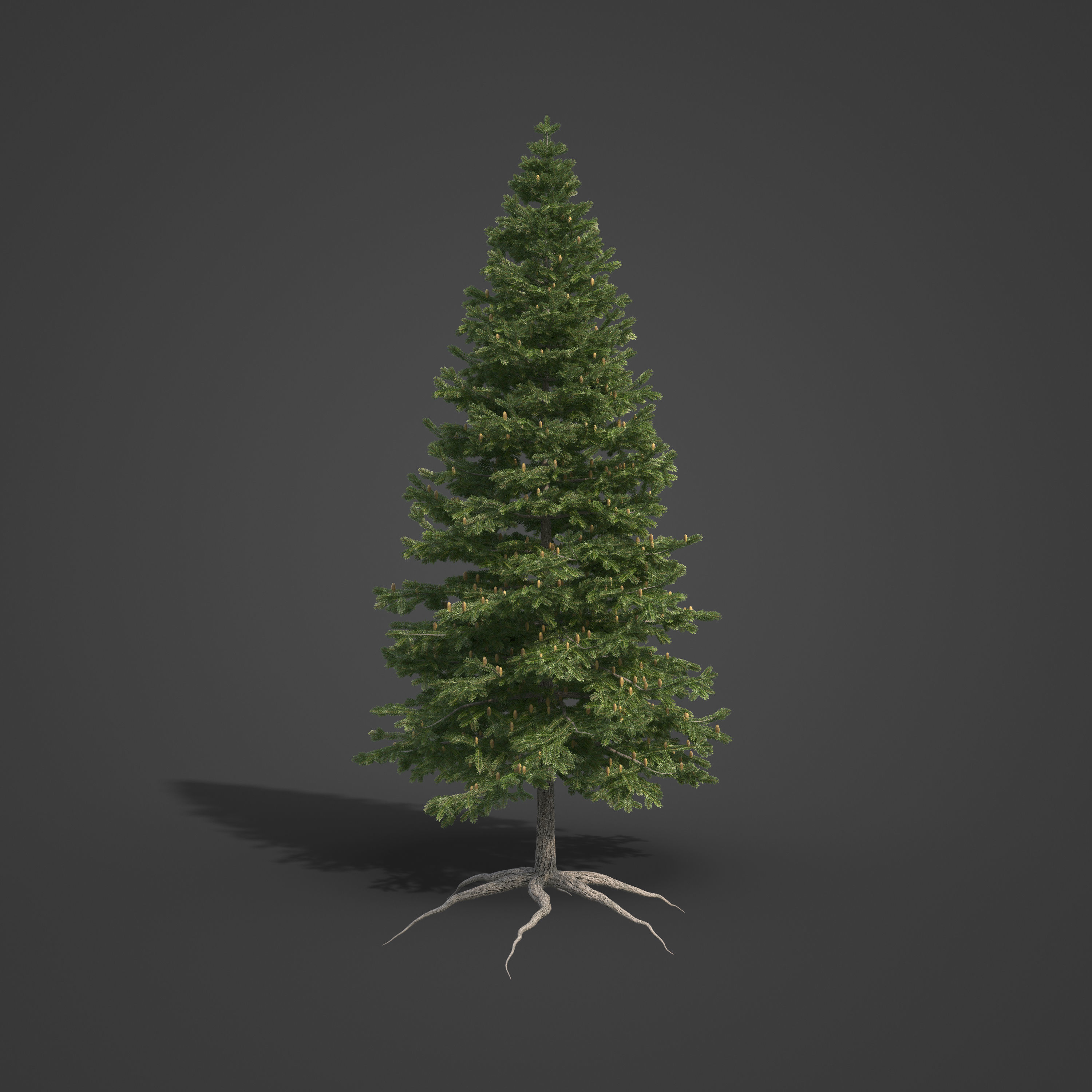 2021 PBR California Red Fir Collection - Abies Magnifica  3D model_3