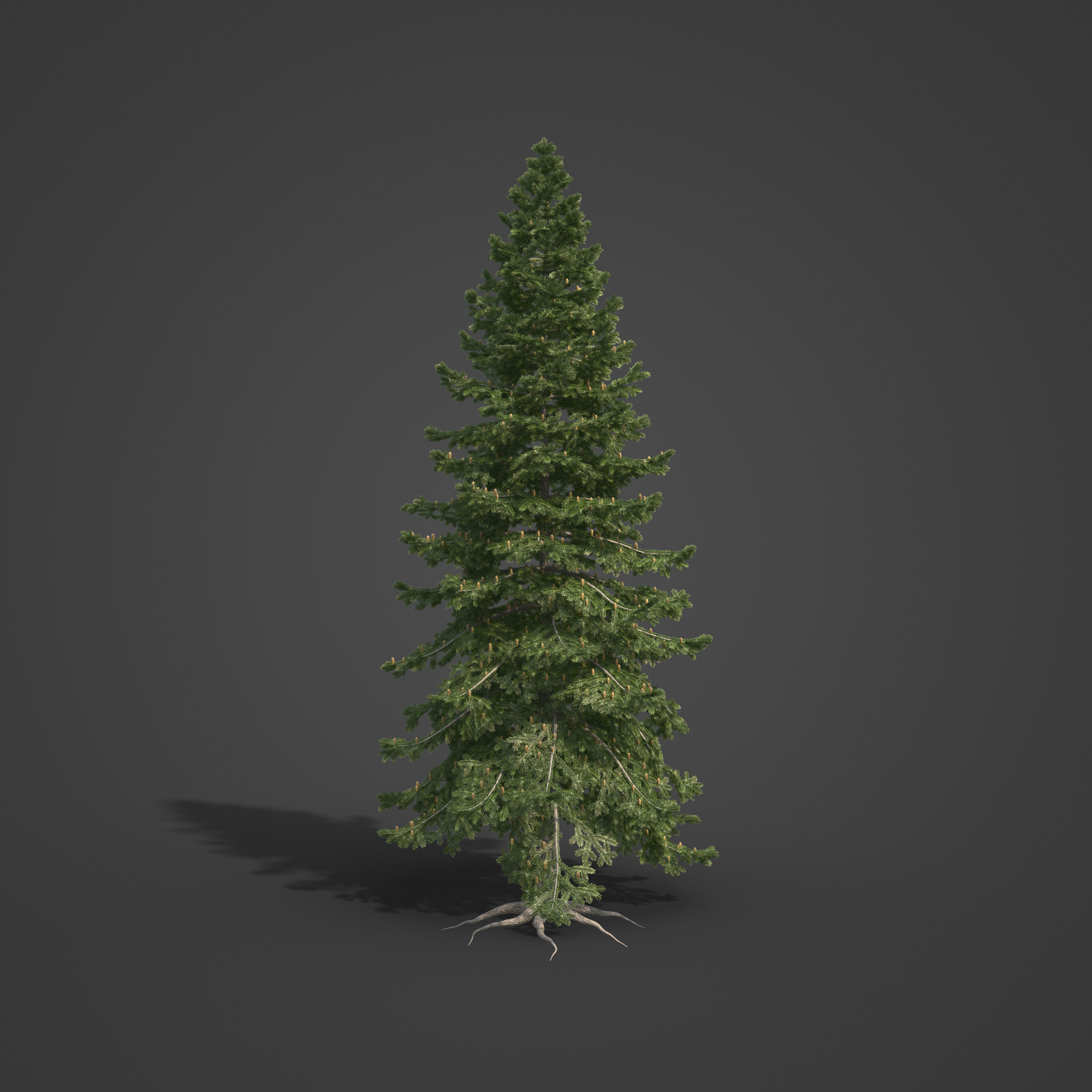 2021 PBR California Red Fir Collection - Abies Magnifica  3D model_4