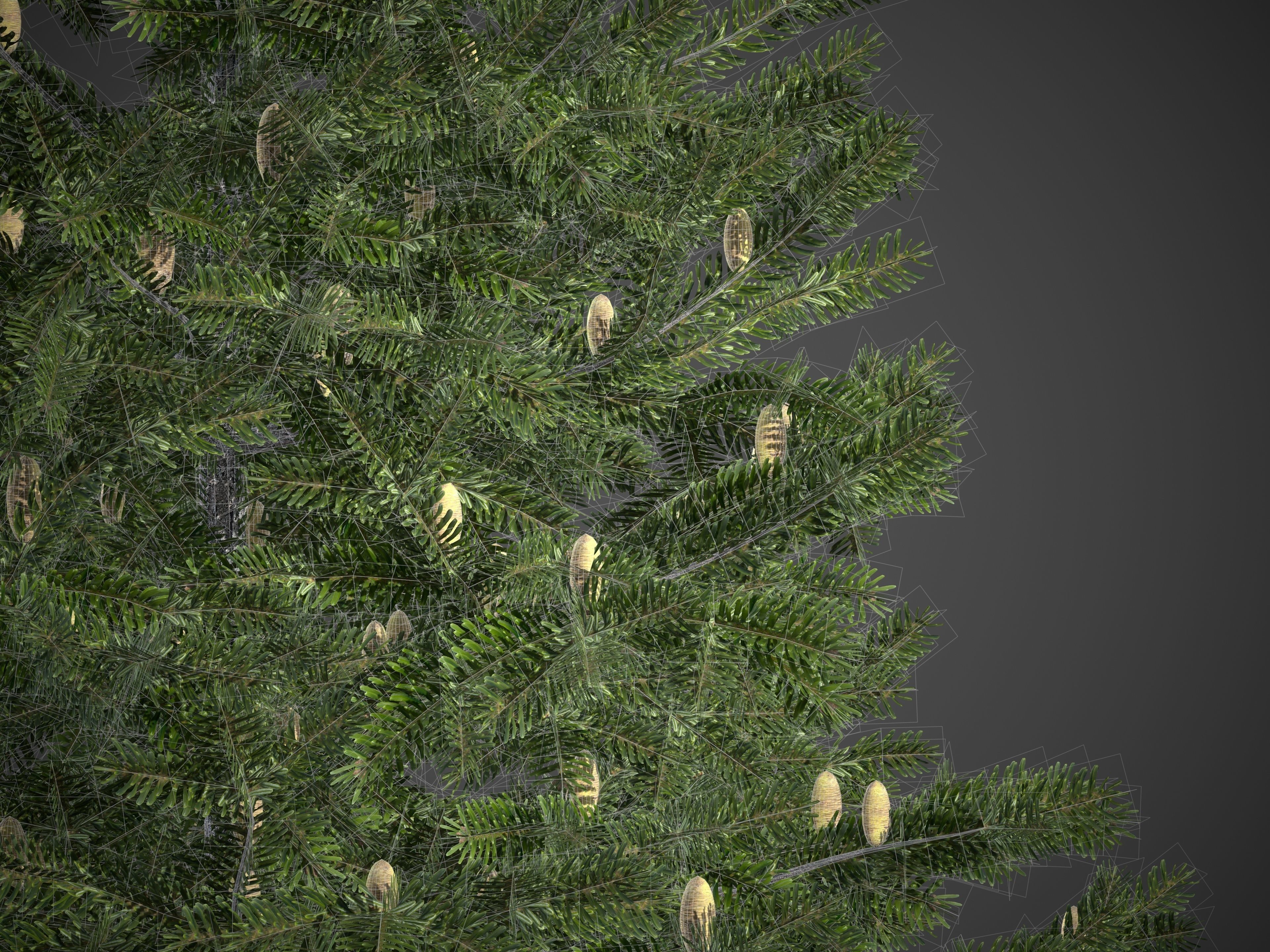 2021 PBR California Red Fir Collection - Abies Magnifica  3D model_9