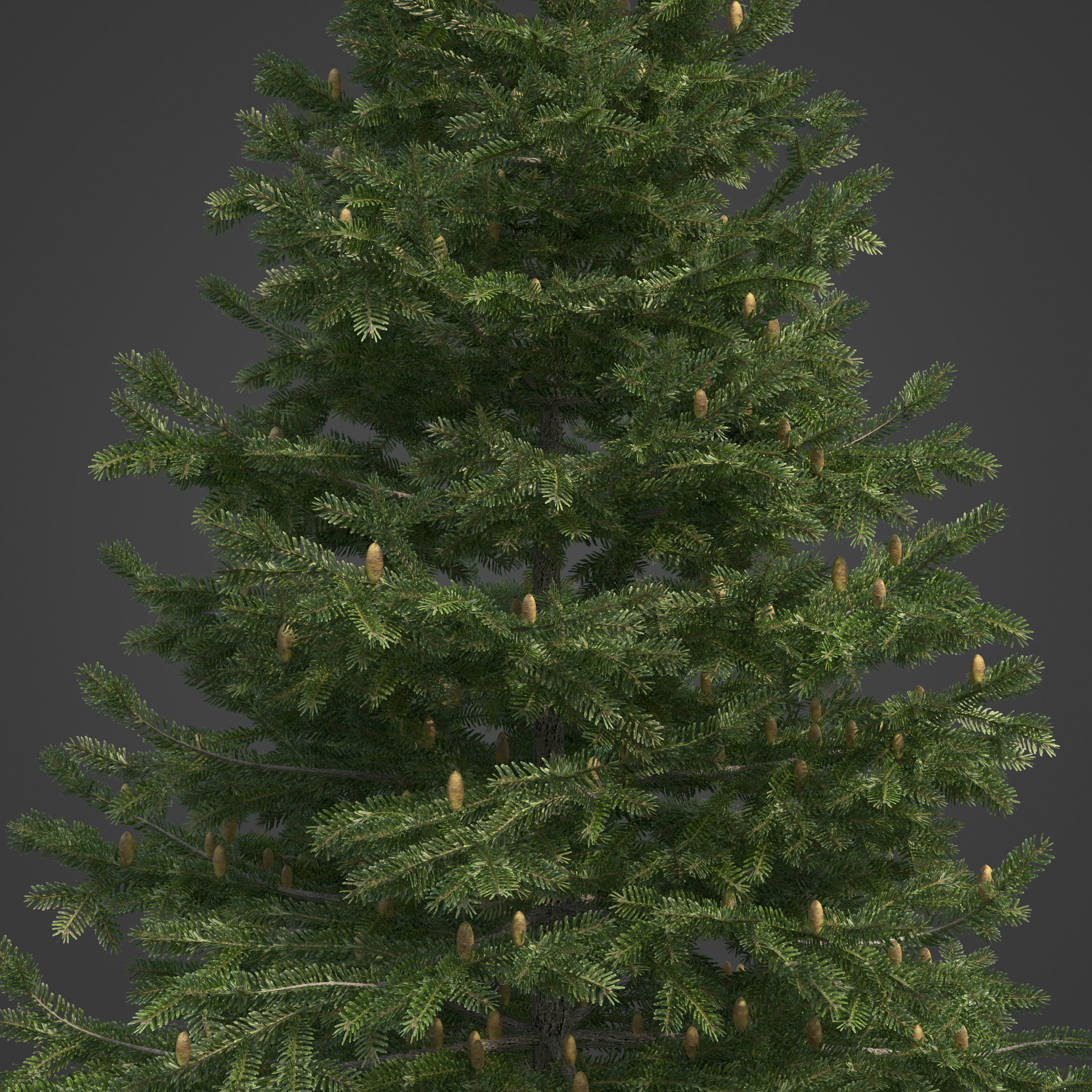 2021 PBR California Red Fir Collection - Abies Magnifica  3D model_7