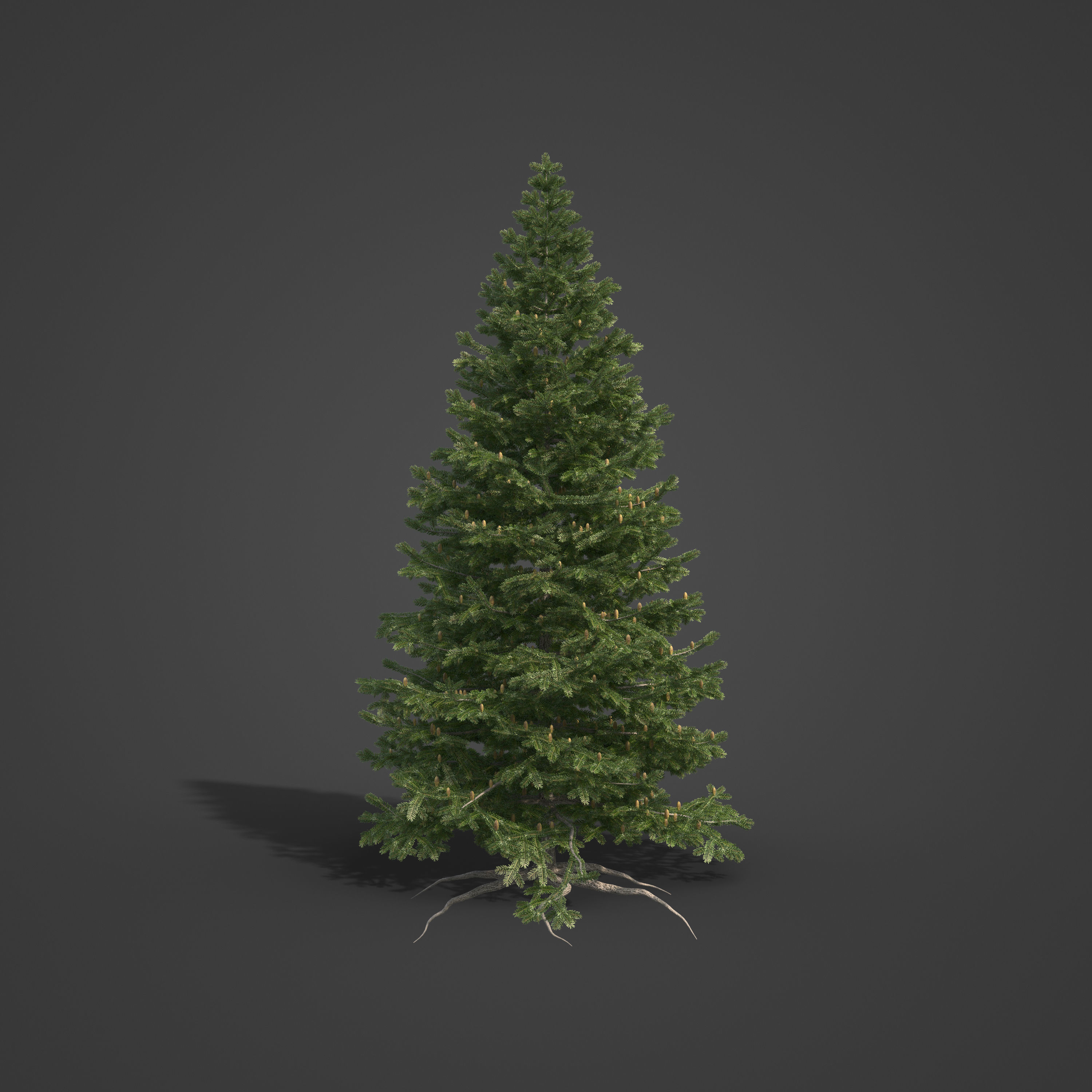2021 PBR California Red Fir Collection - Abies Magnifica  3D model_2