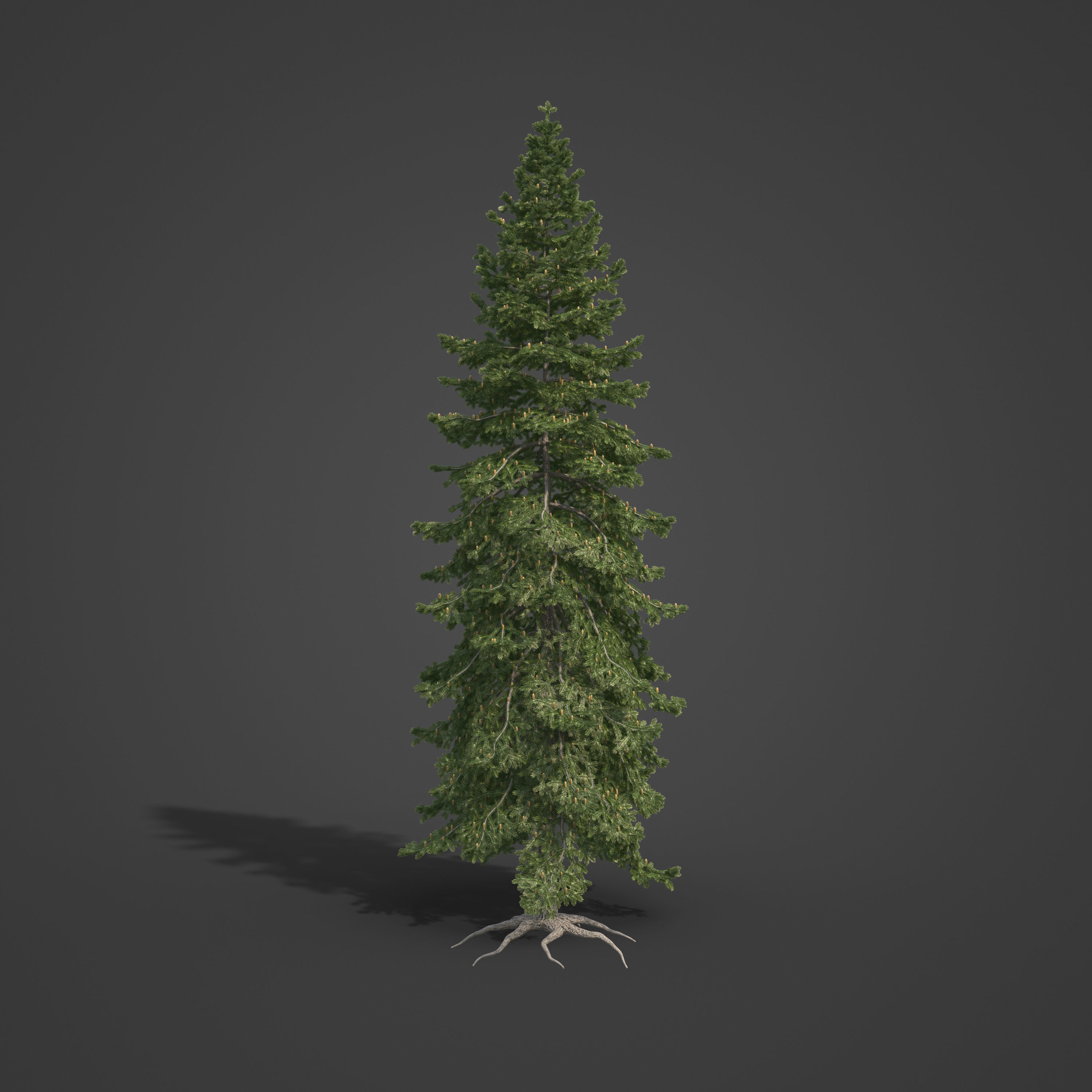 2021 PBR California Red Fir Collection - Abies Magnifica  3D model_5