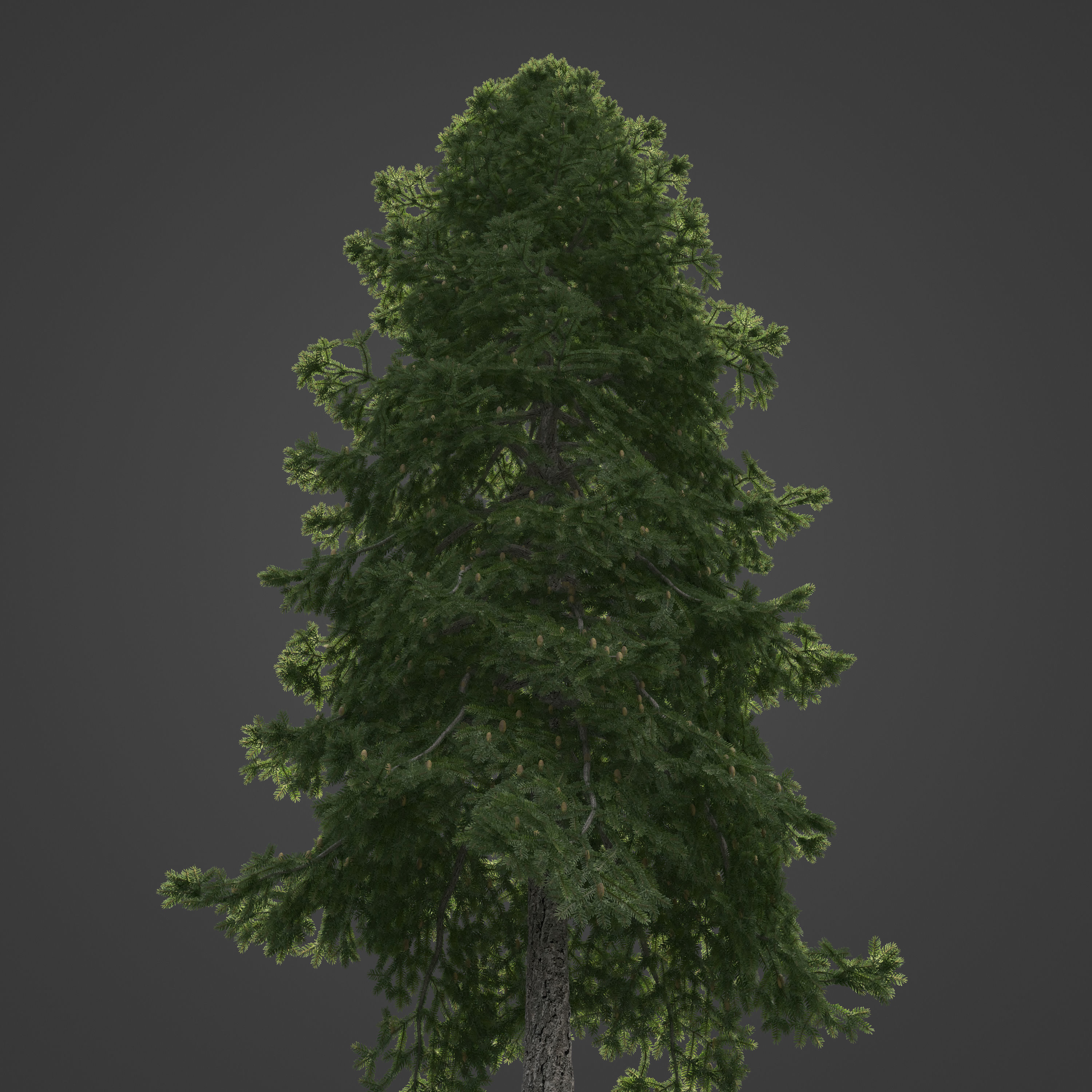 2021 PBR California Red Fir Collection - Abies Magnifica  3D model_6