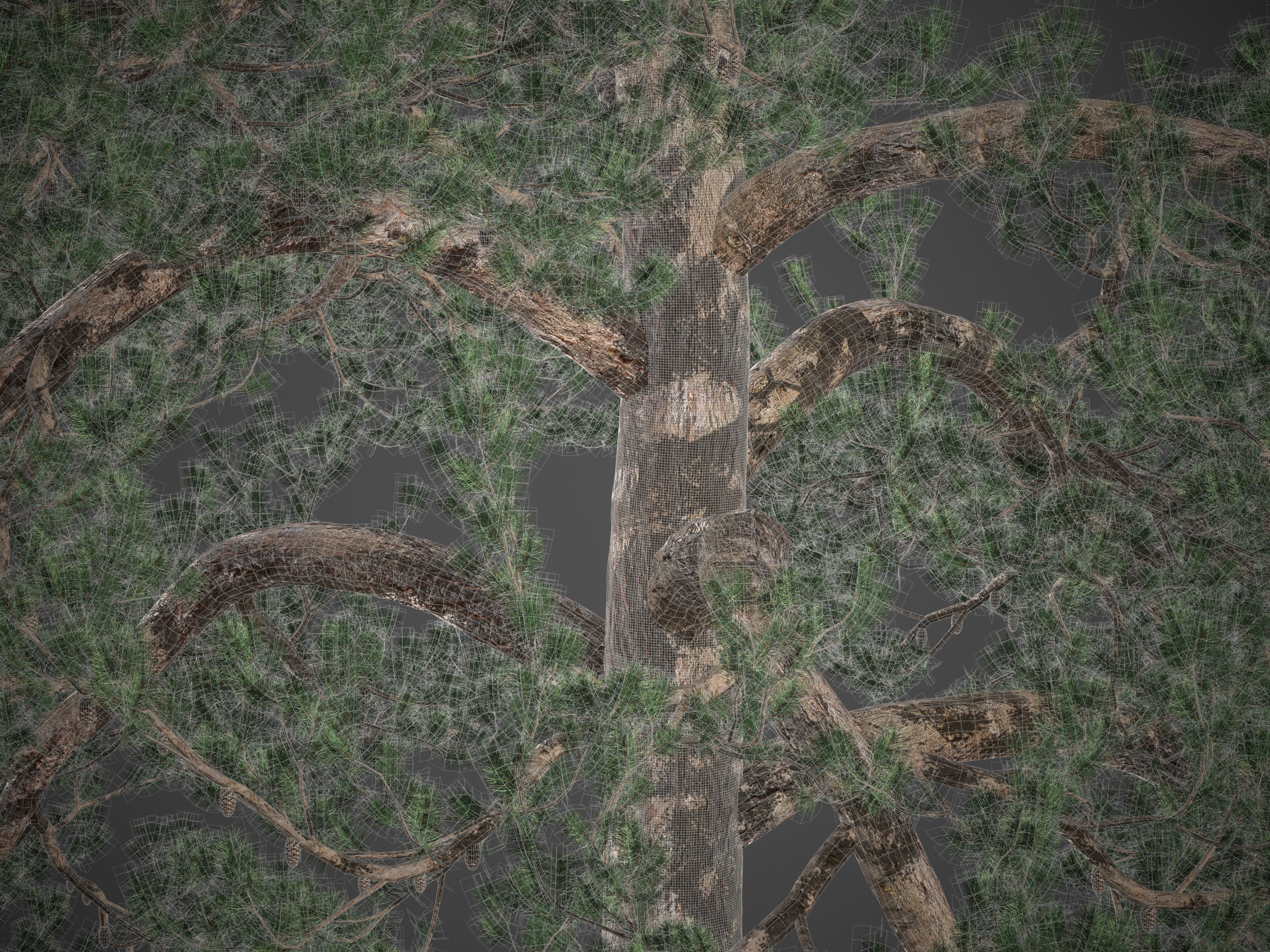 2021 PBR Bishop Pine Collection - Pinus Muricata 3D model_8